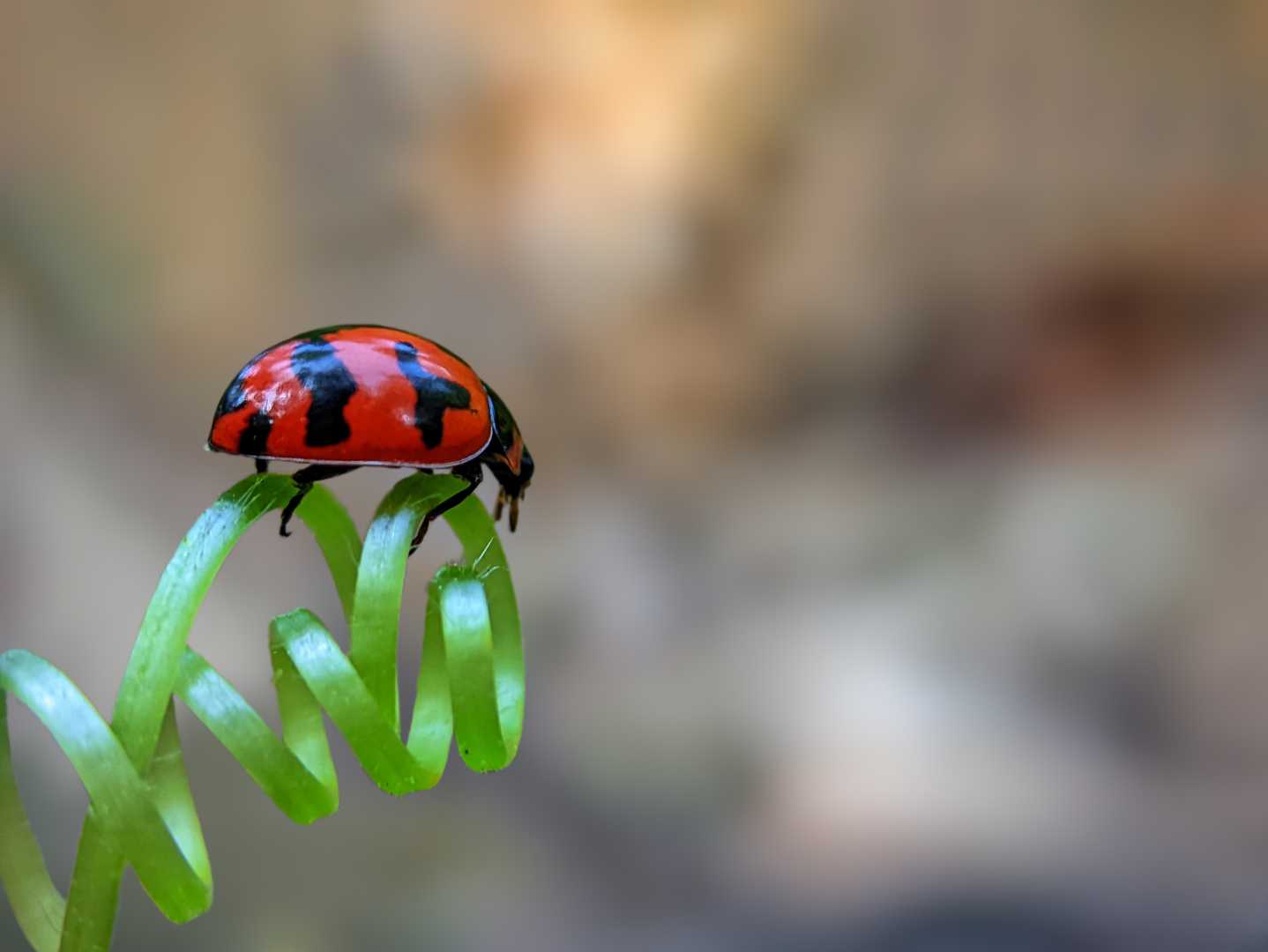 KEPIK