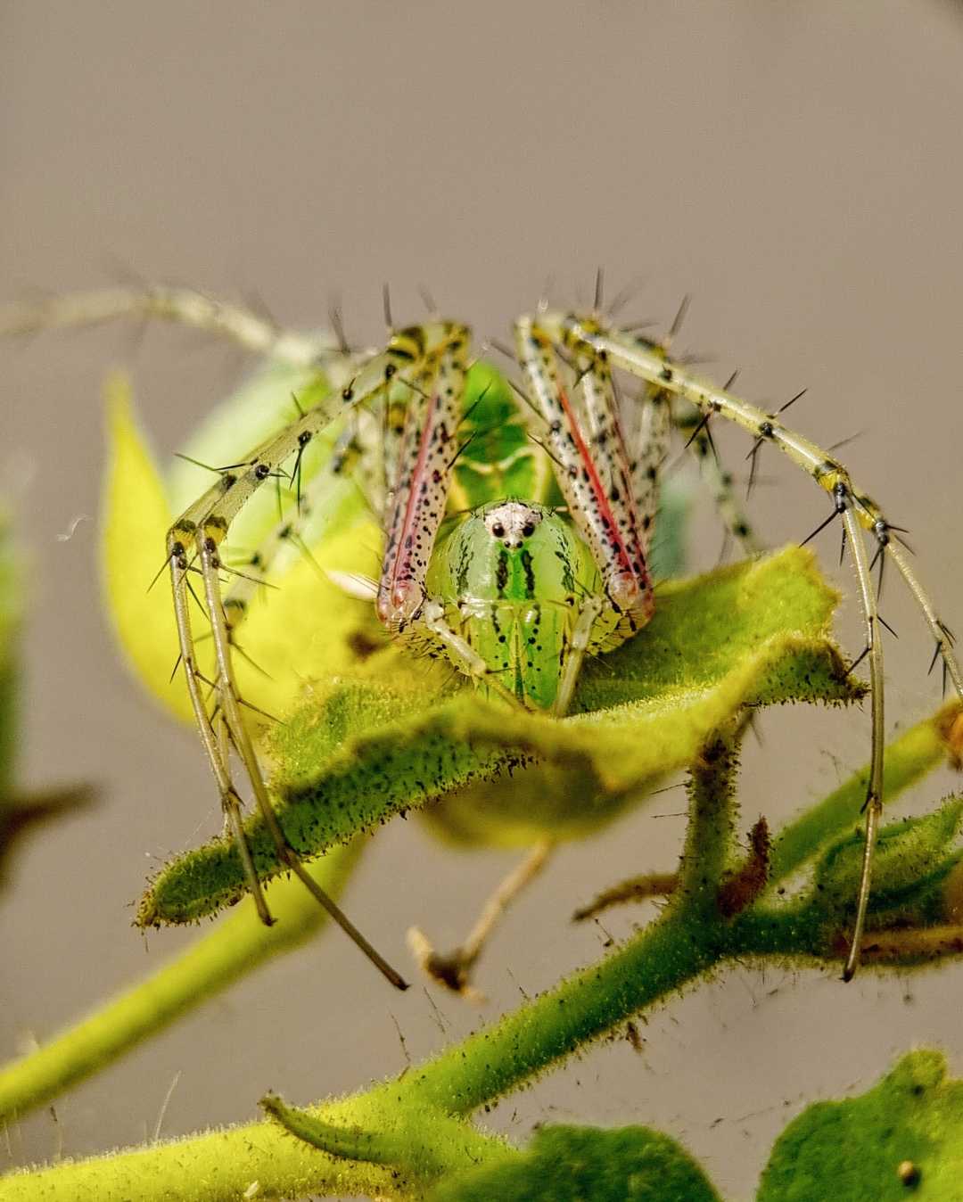 Green lynx spider