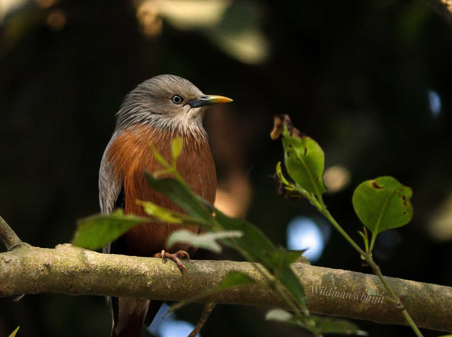 Birds World