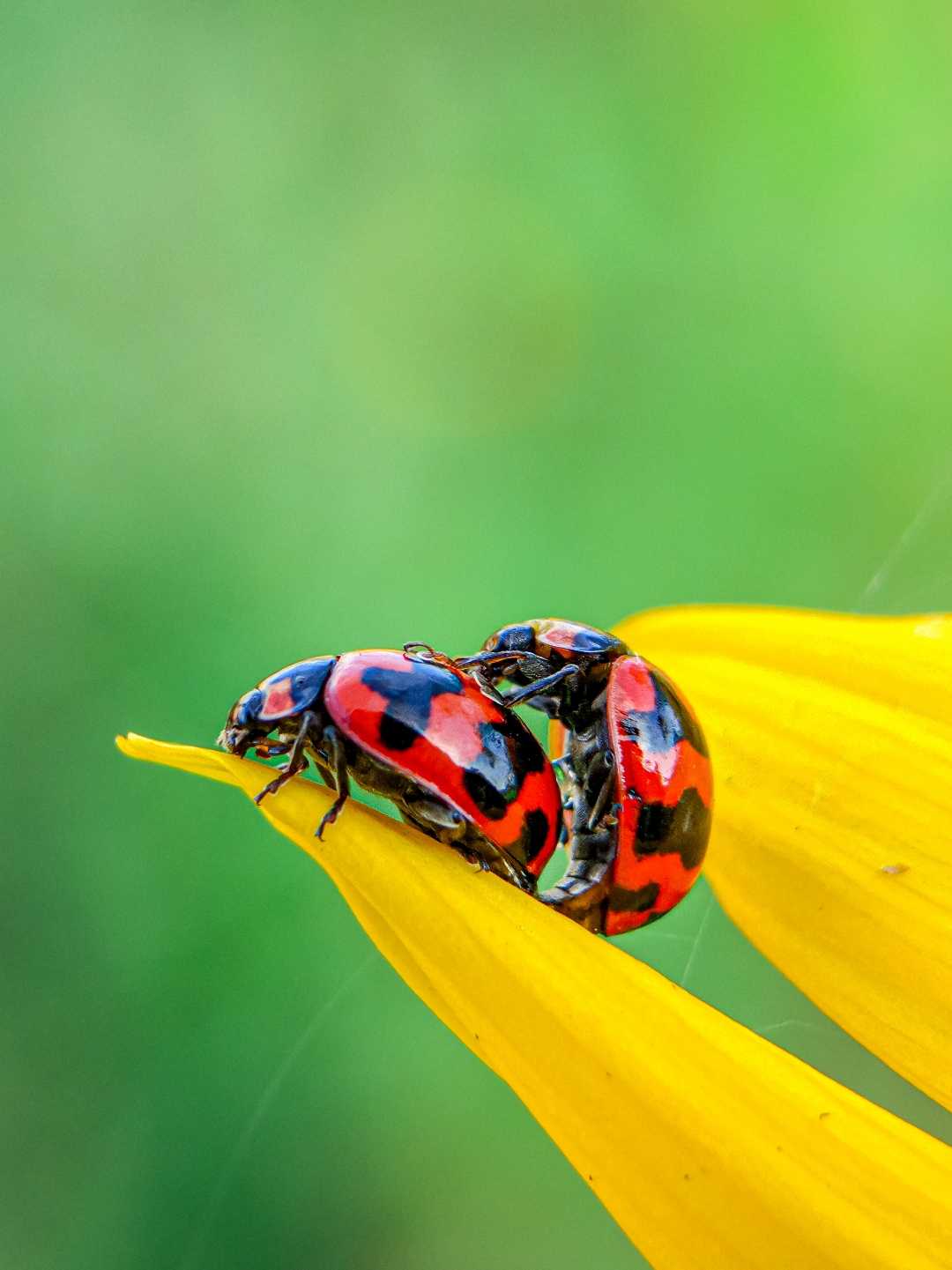 Harmonia axyridis