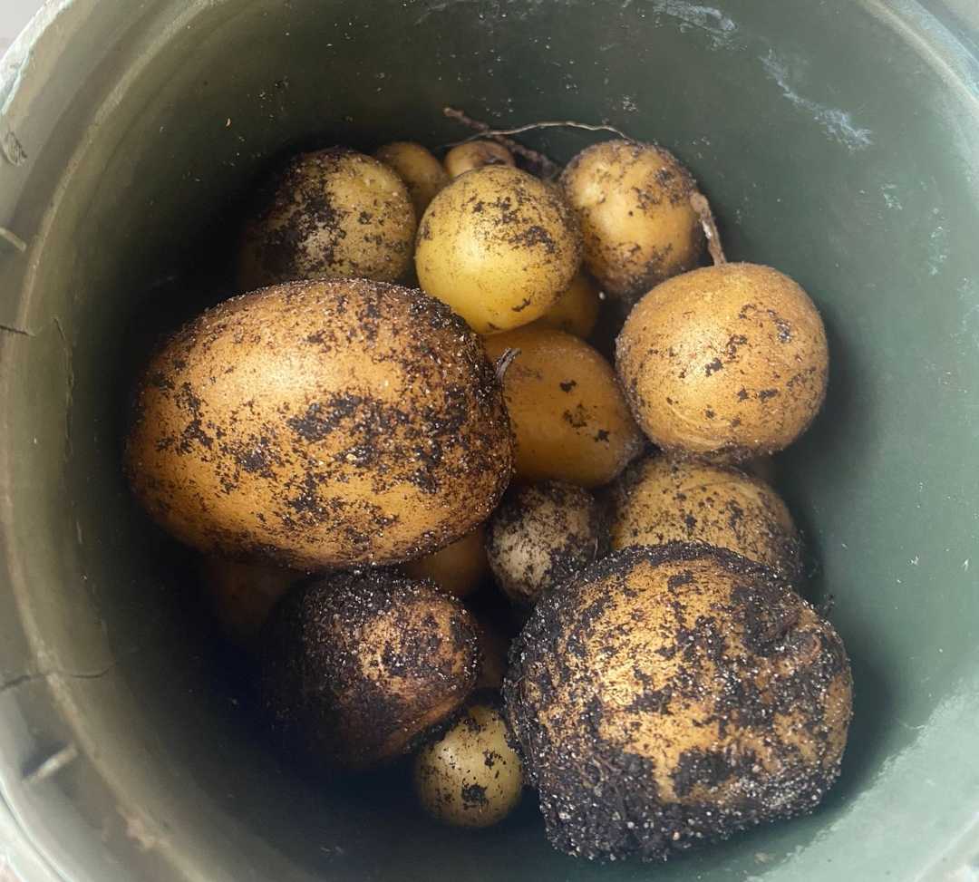 Batatas