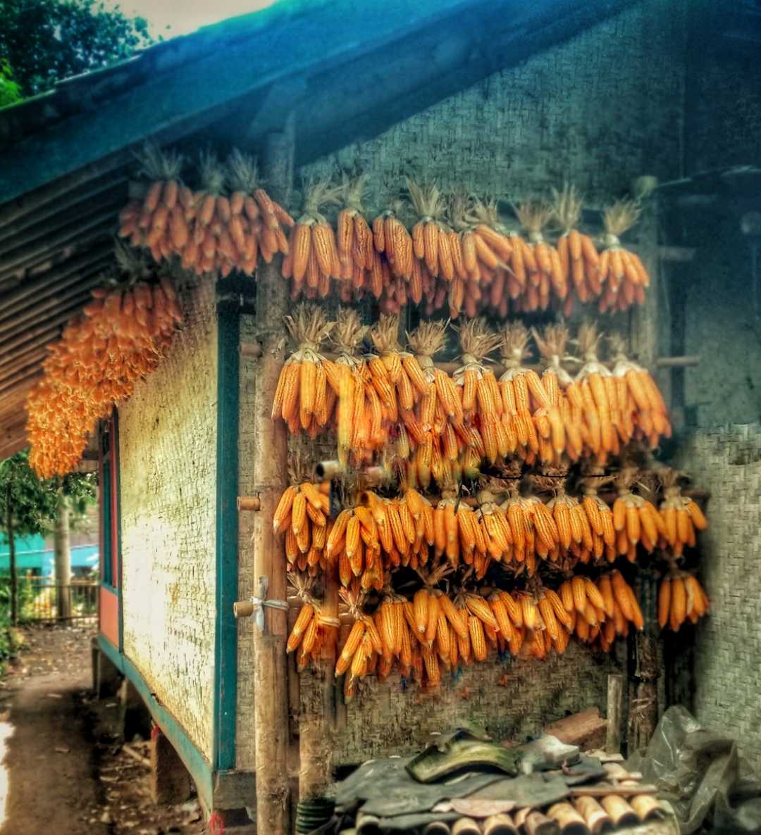 Jagung