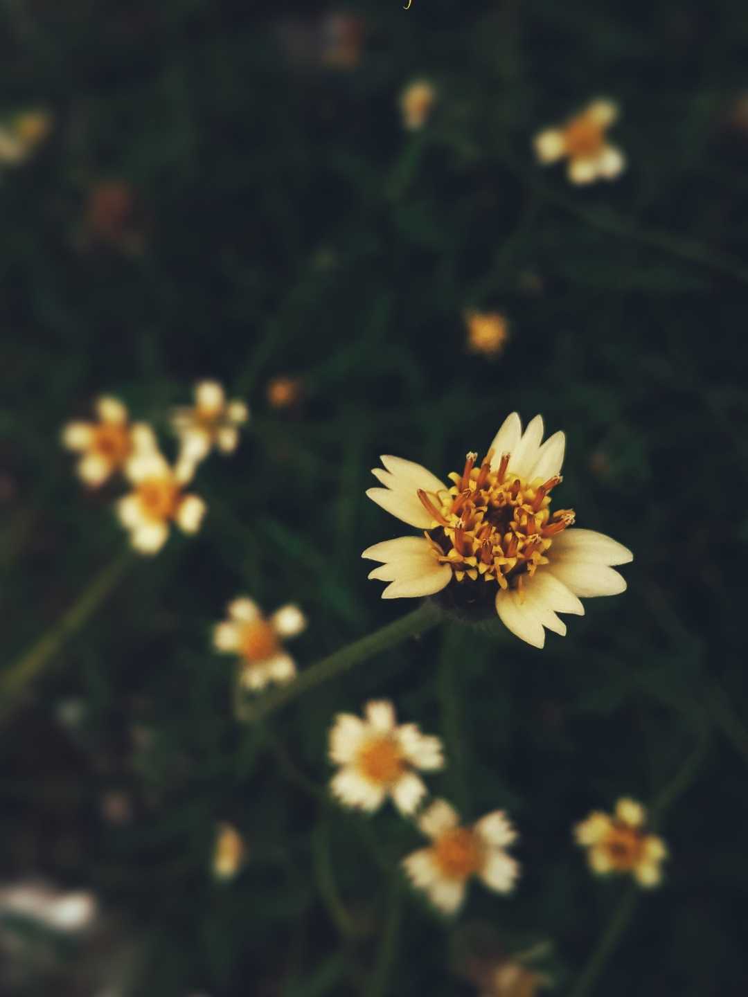 wildflower 