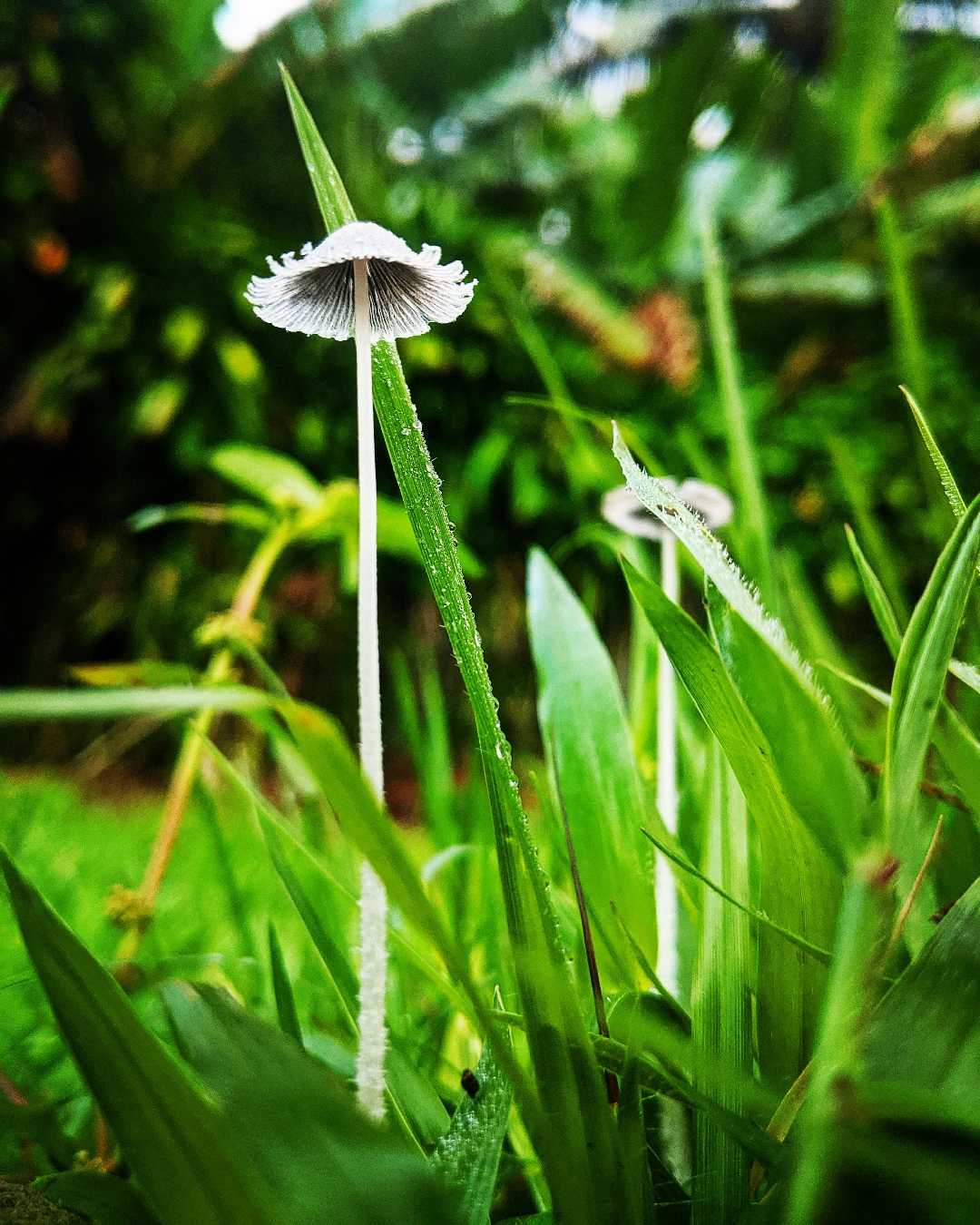 🍄🍄🍄🍄🍄