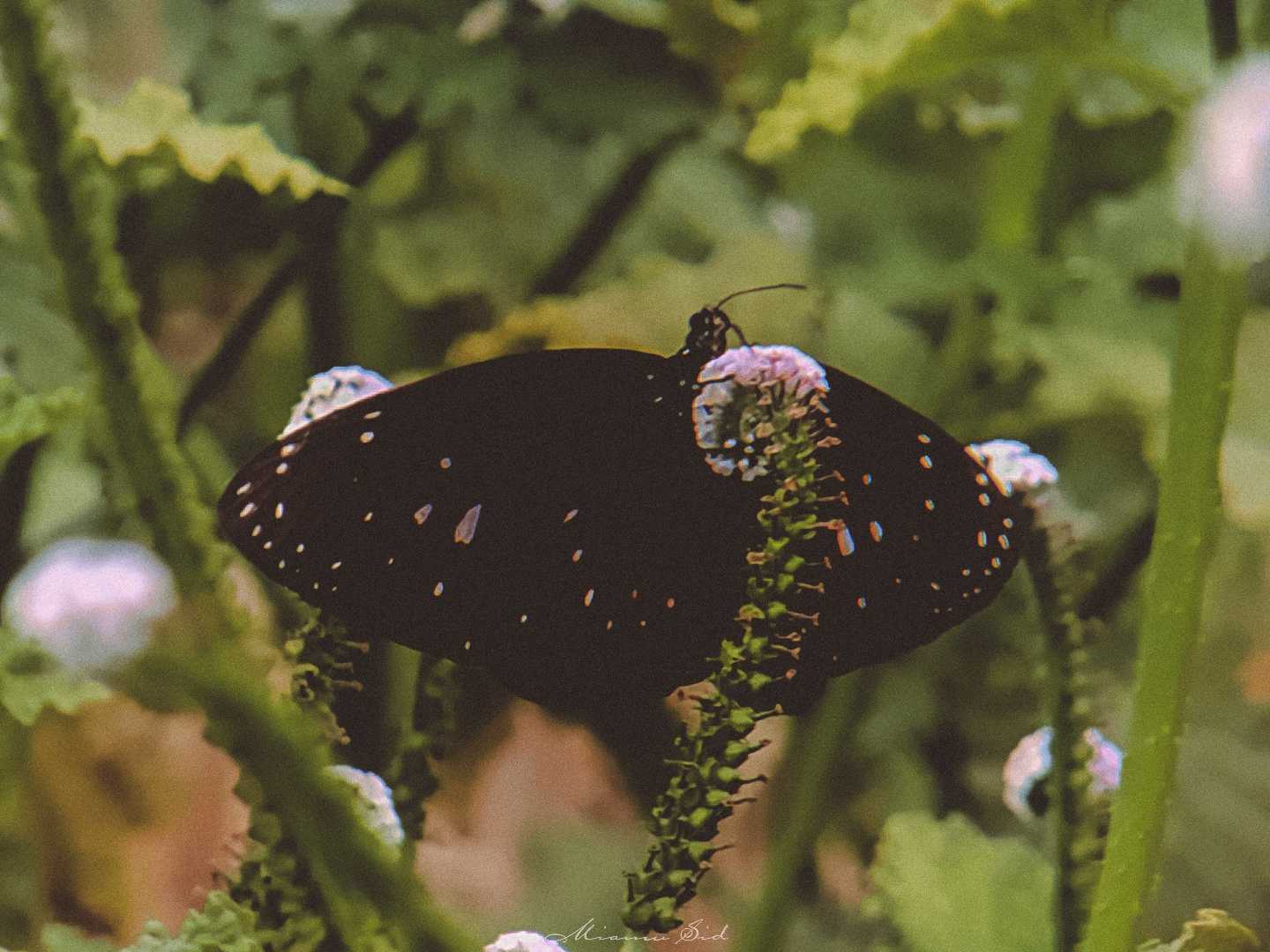 Euploea midamus