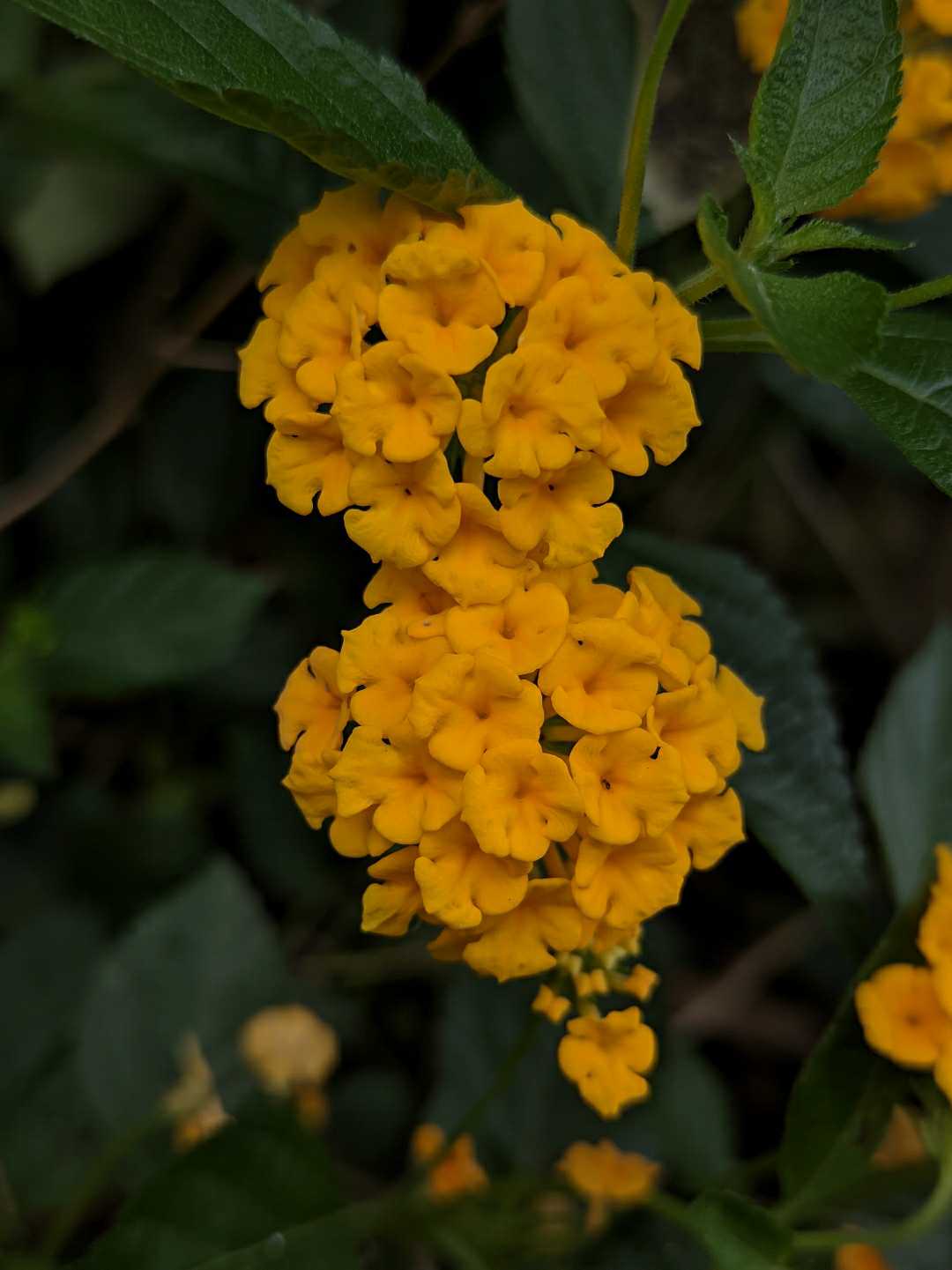 Lantana Camara