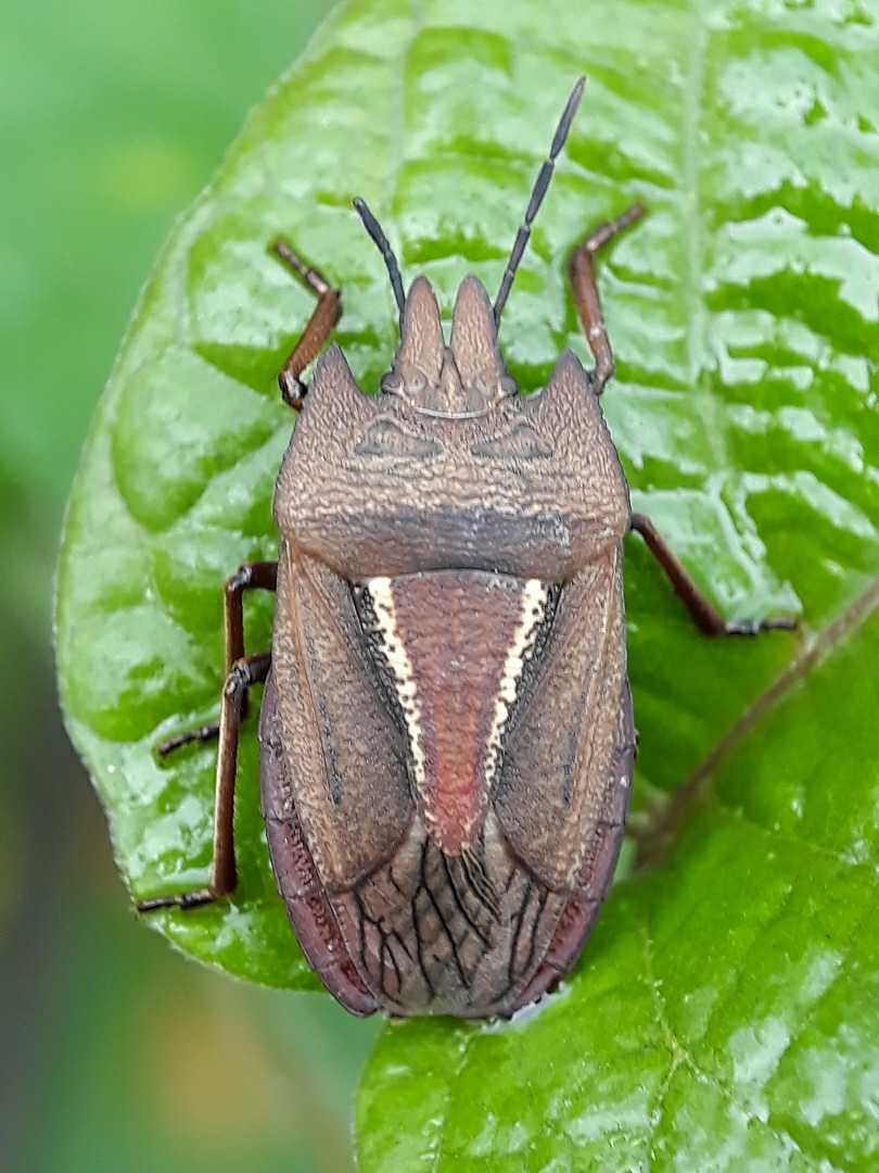 Halyomorpha halys
