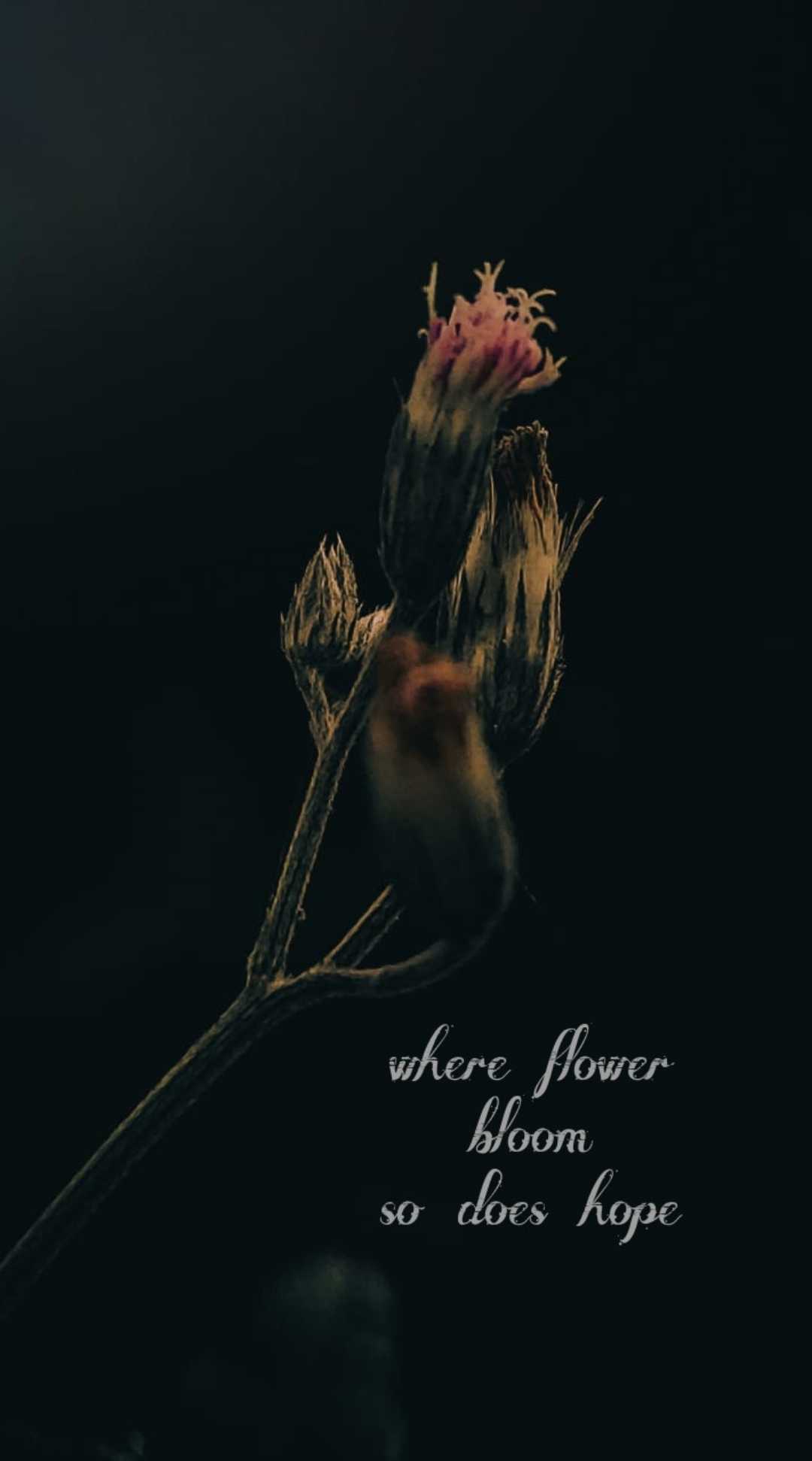 flowers