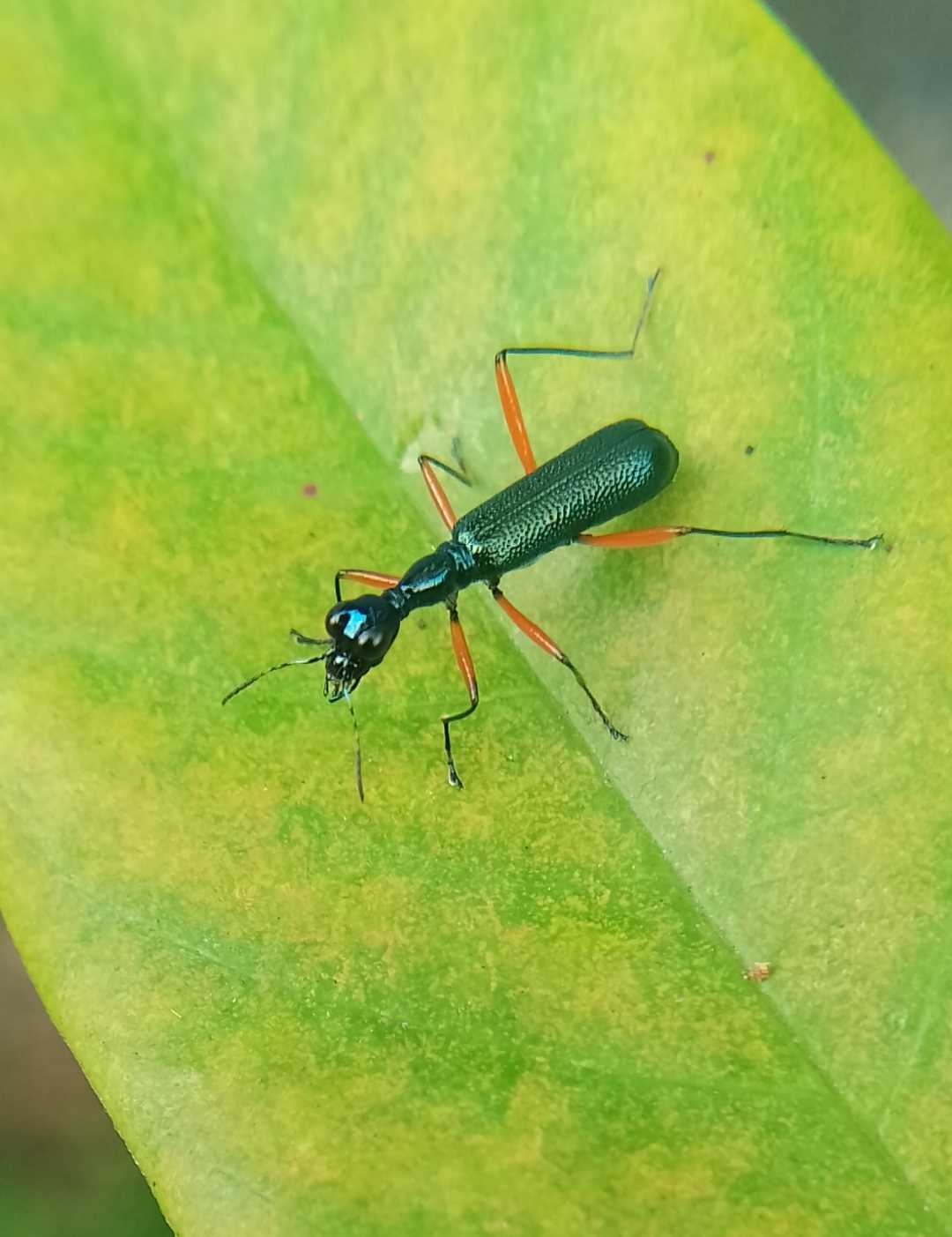 Neocollyris

