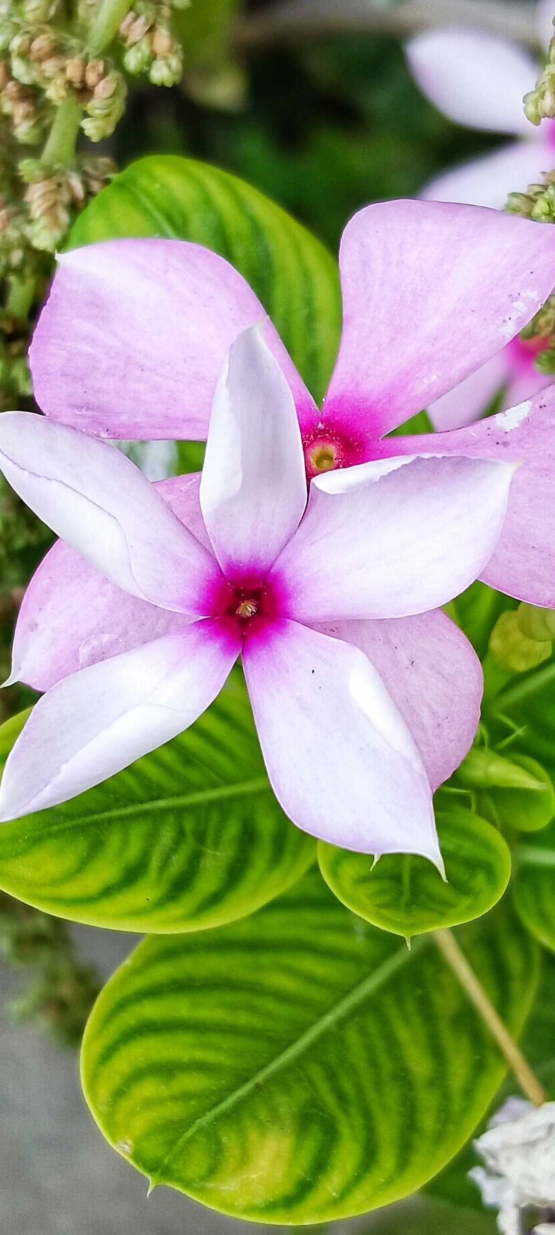 Madagascar Periwinkle