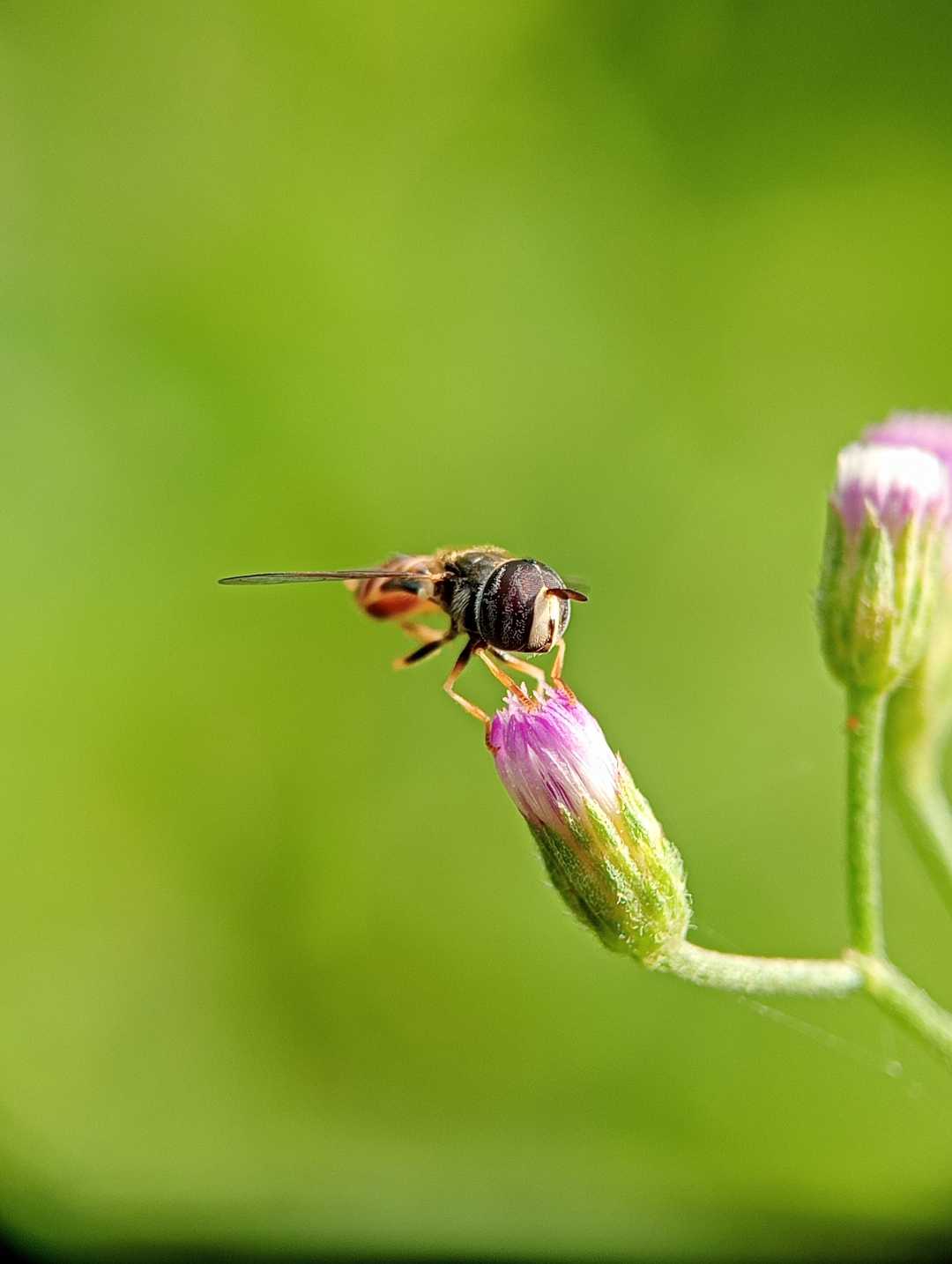 Hoverfly