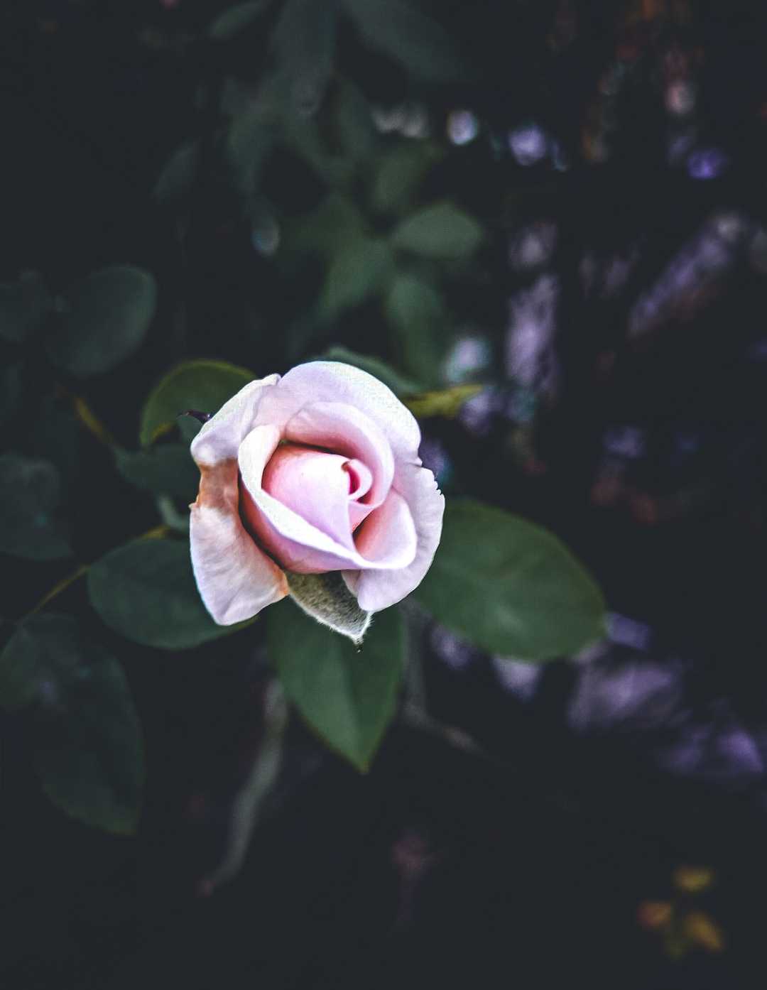 “Thorns and roses grow on the same tree.”🤞