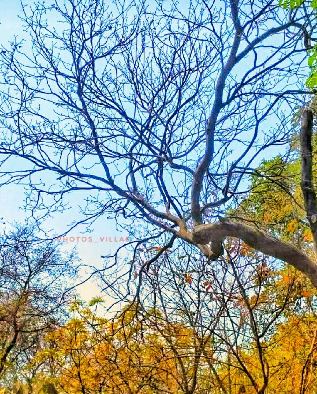 COLOURS OF NATURE