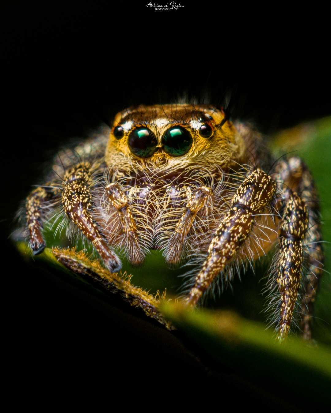 Hyllus 🕷️