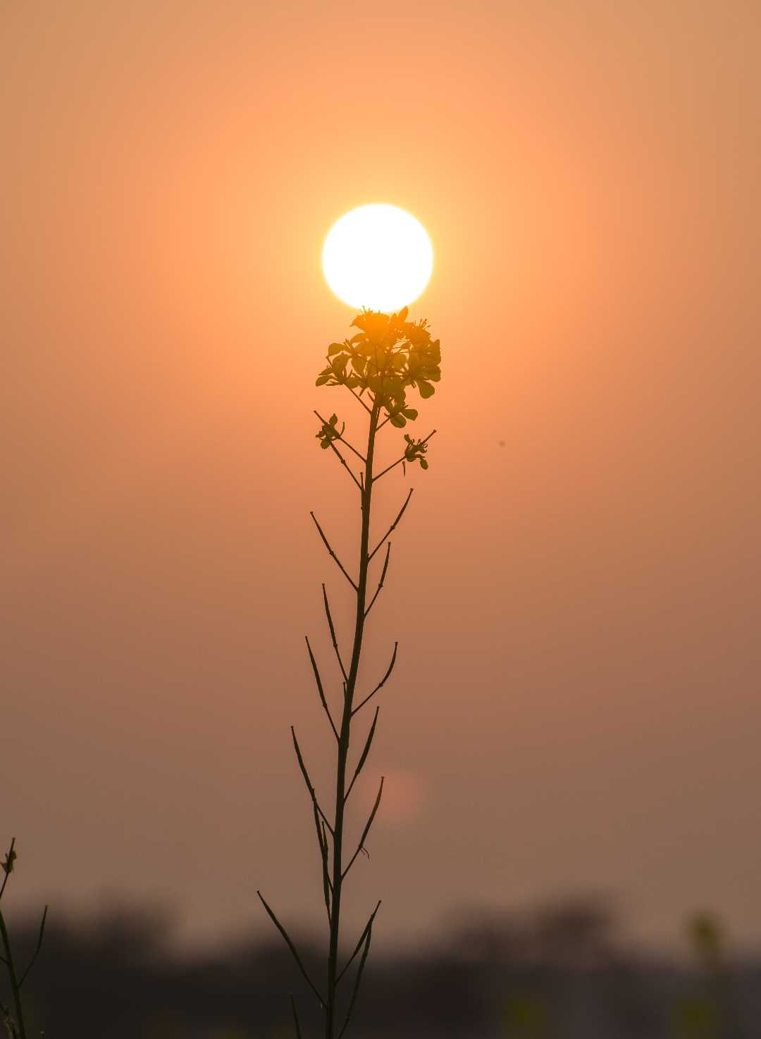 evening 
