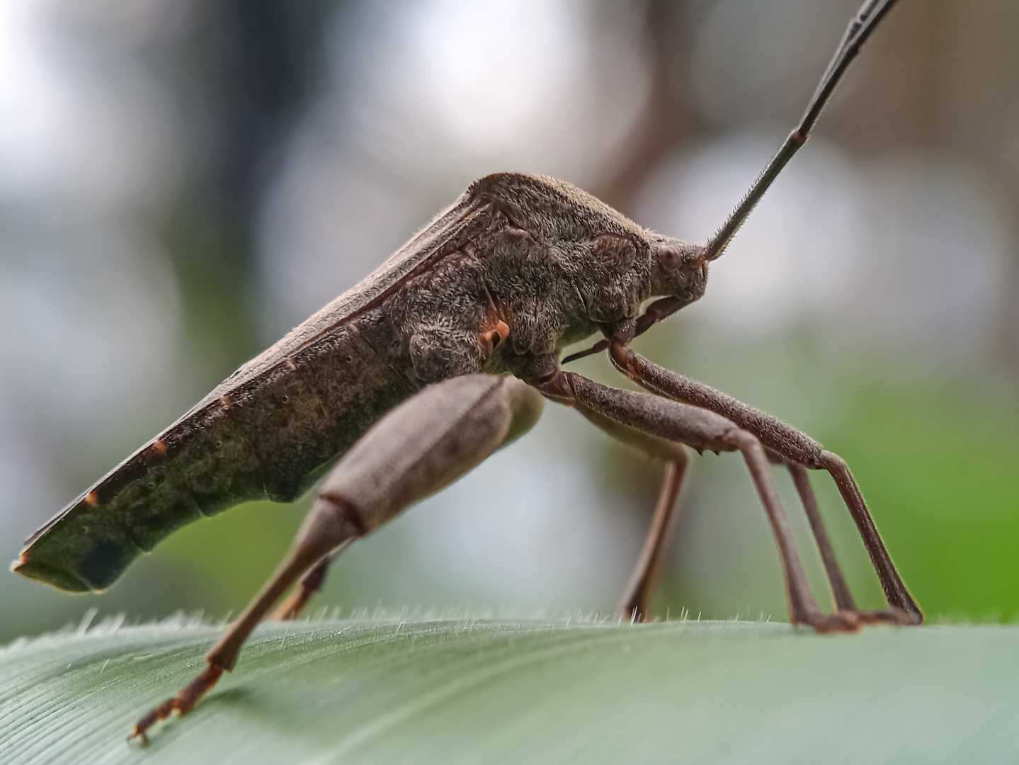 Pentatomomorpha