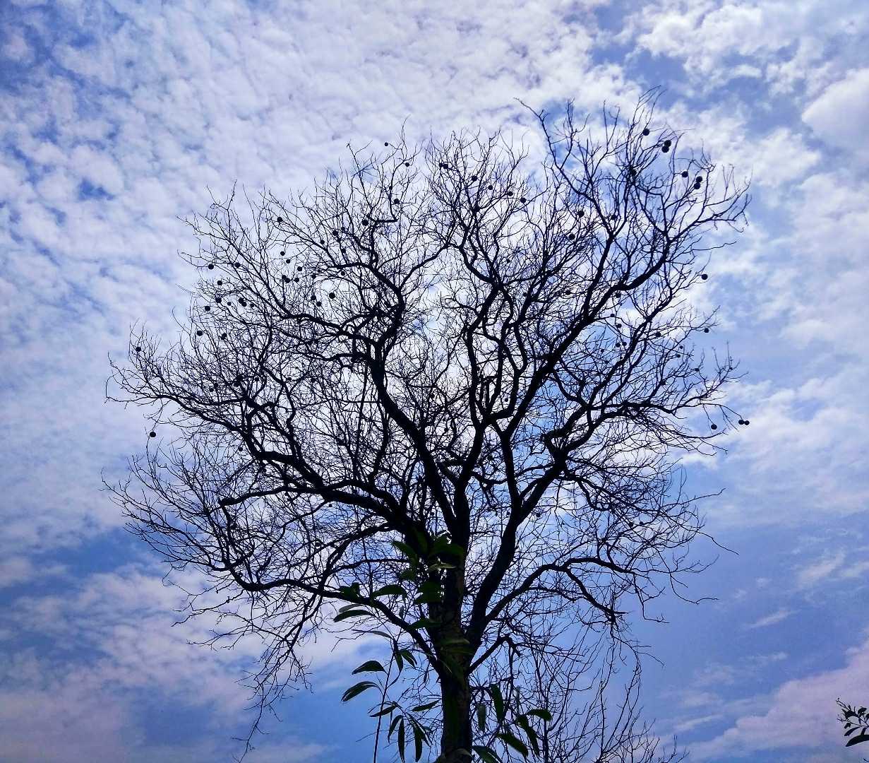 lone tree