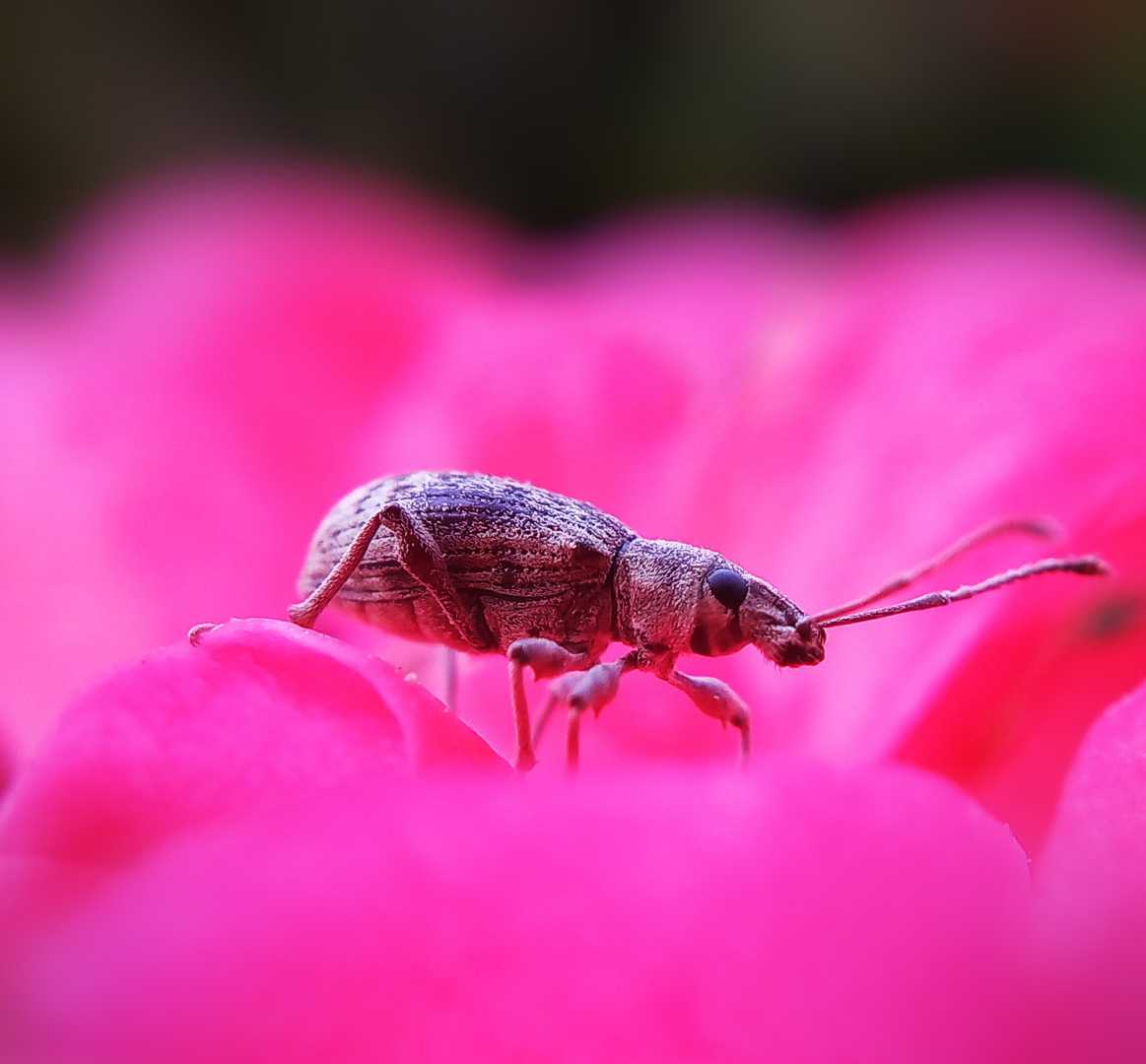 bug love 😉
