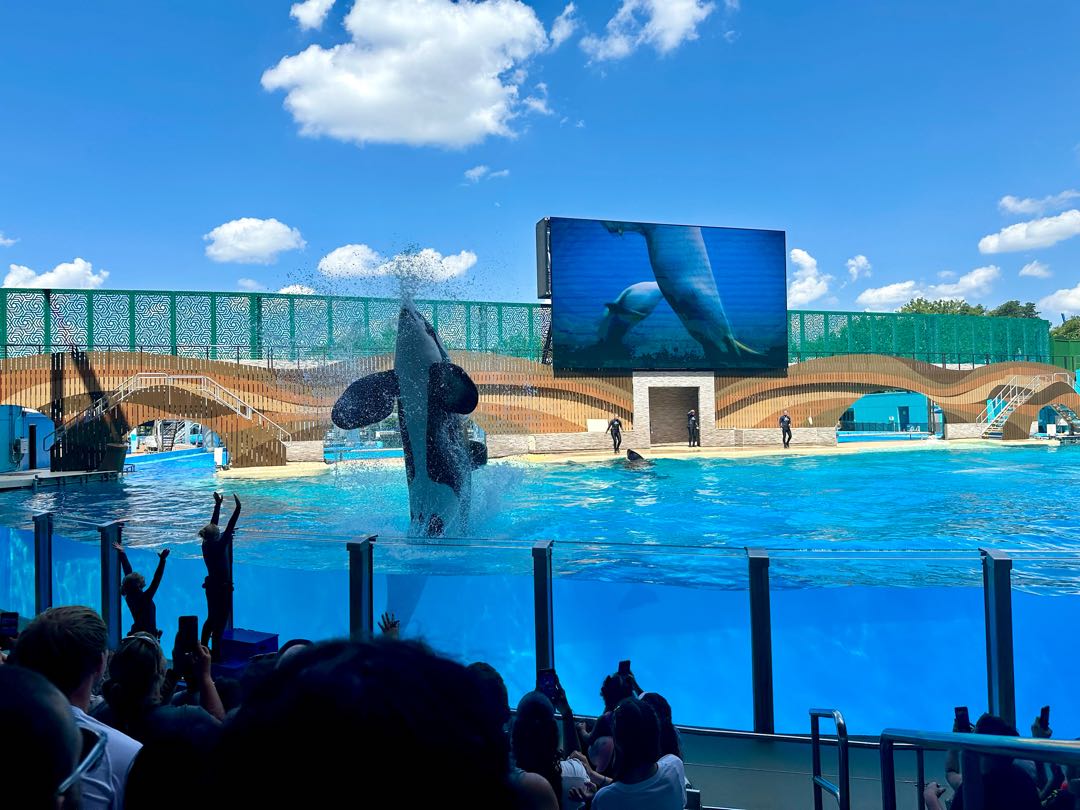 Orca Encounter