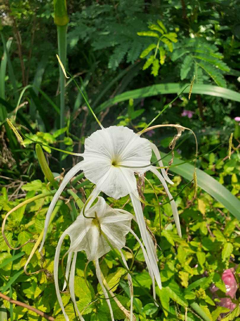 white flower's