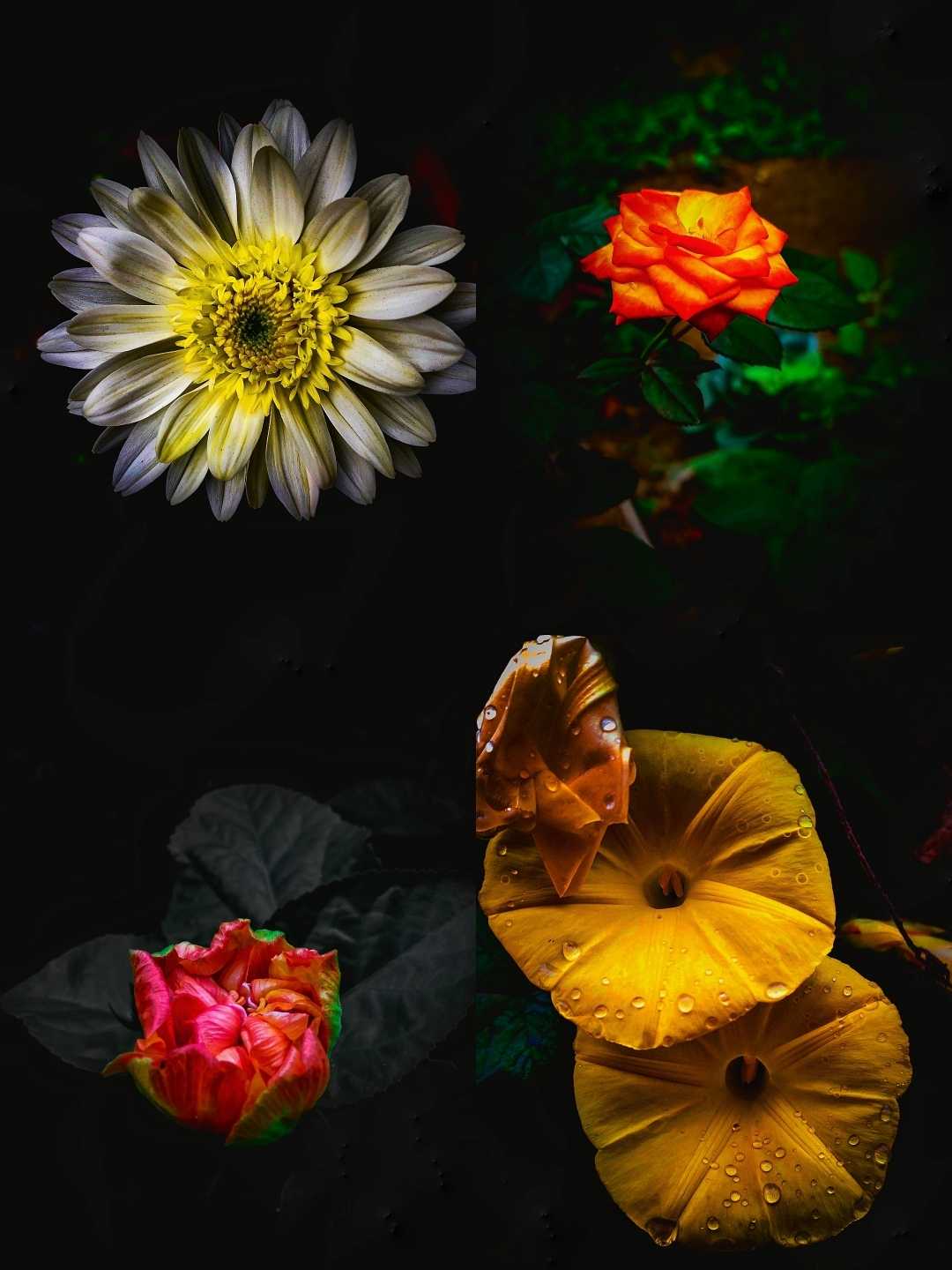 Flowers🌸🌺🌻🌹🌷🌼💐