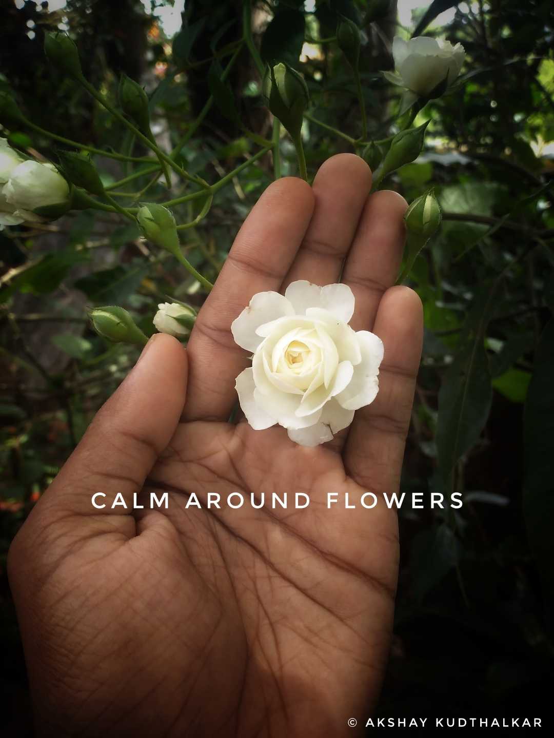 Calm around flowers 
