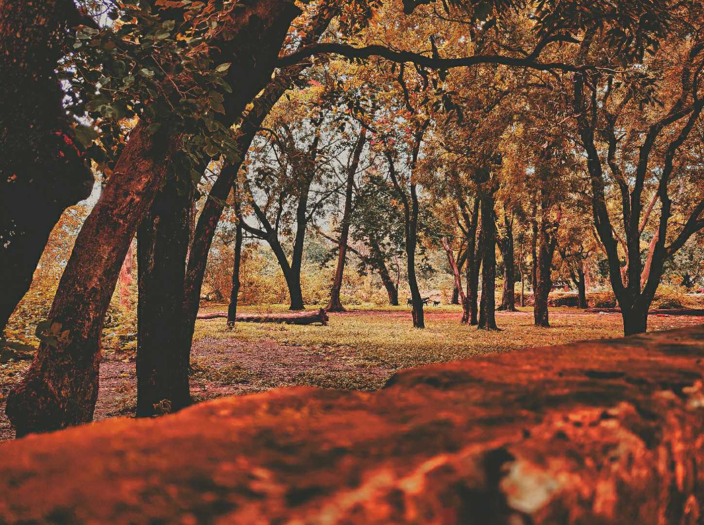 LOST IN THE FOREST