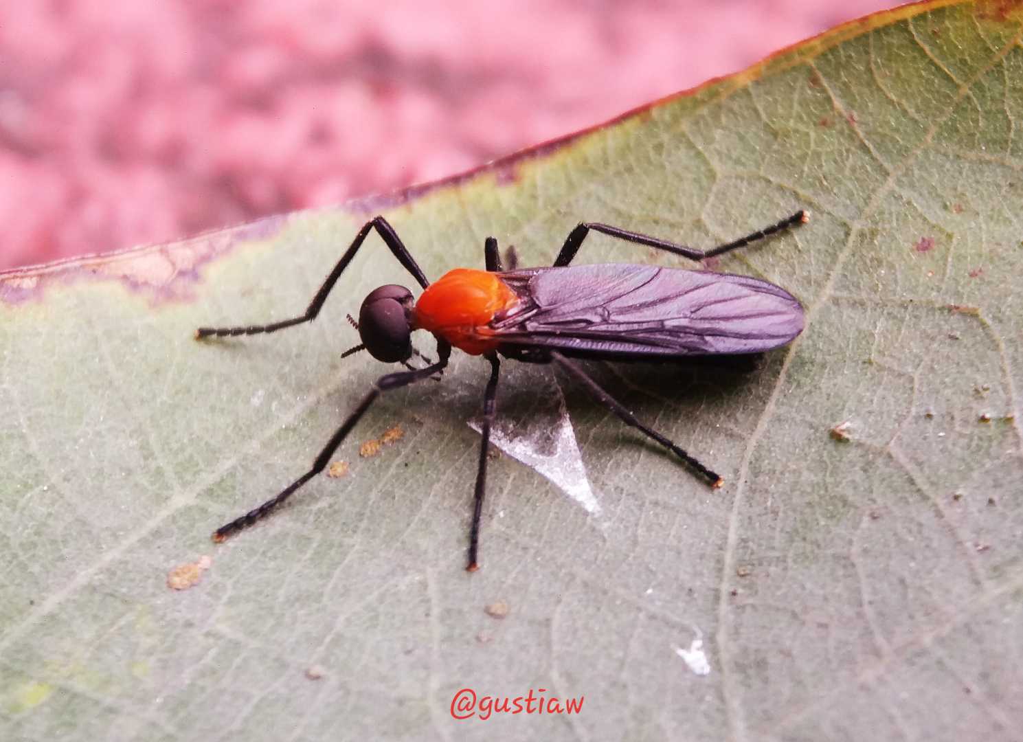 Lovebug ( Plecia Nearctica)