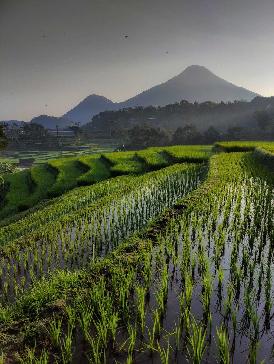 Trawas Mojokerto