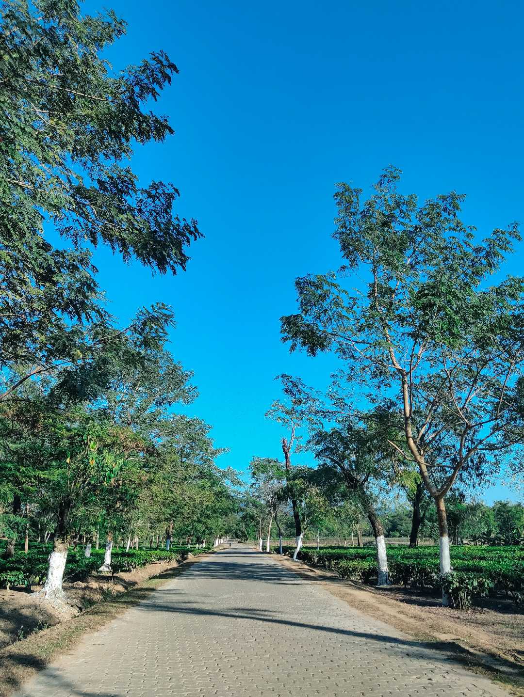 Mejenta Tea Garden