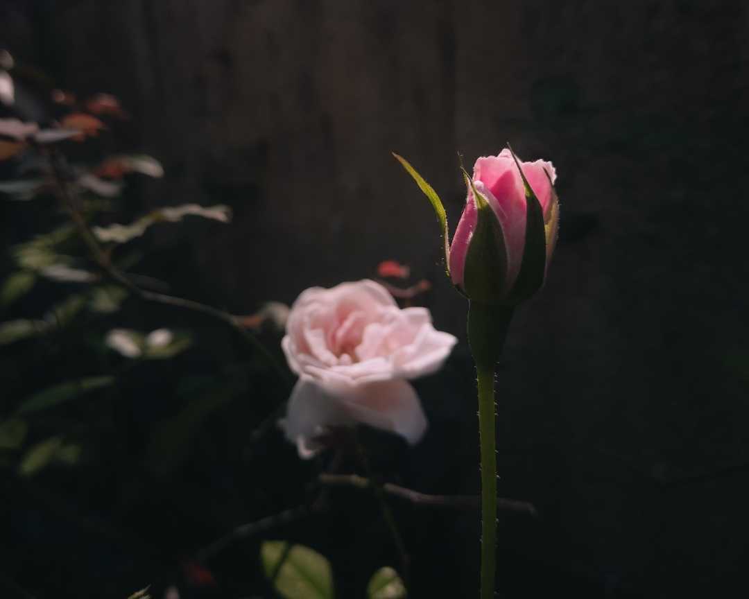 🌼