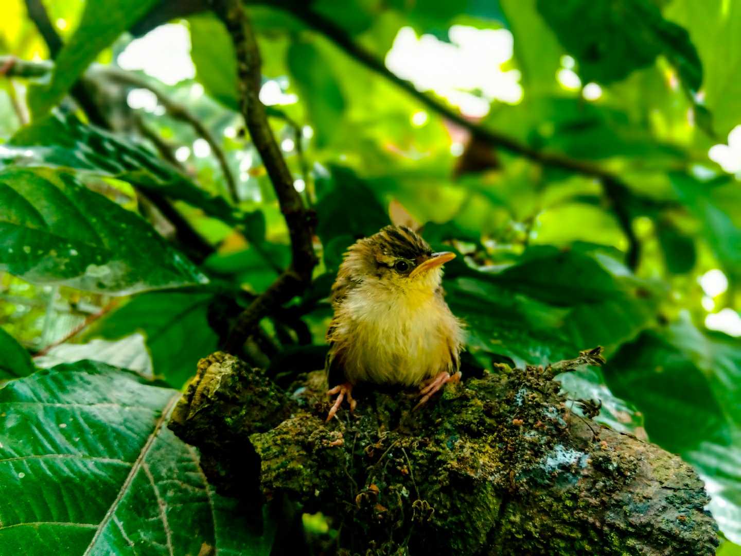 burung prenjak