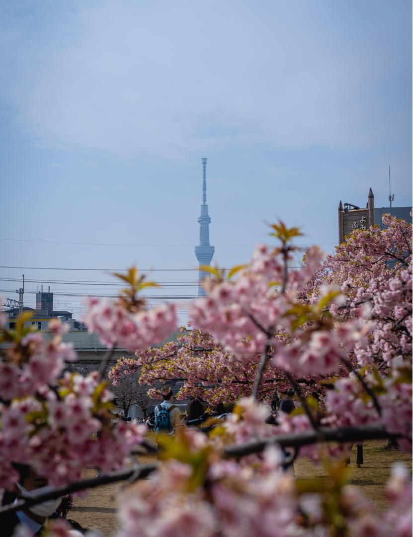 skytree 