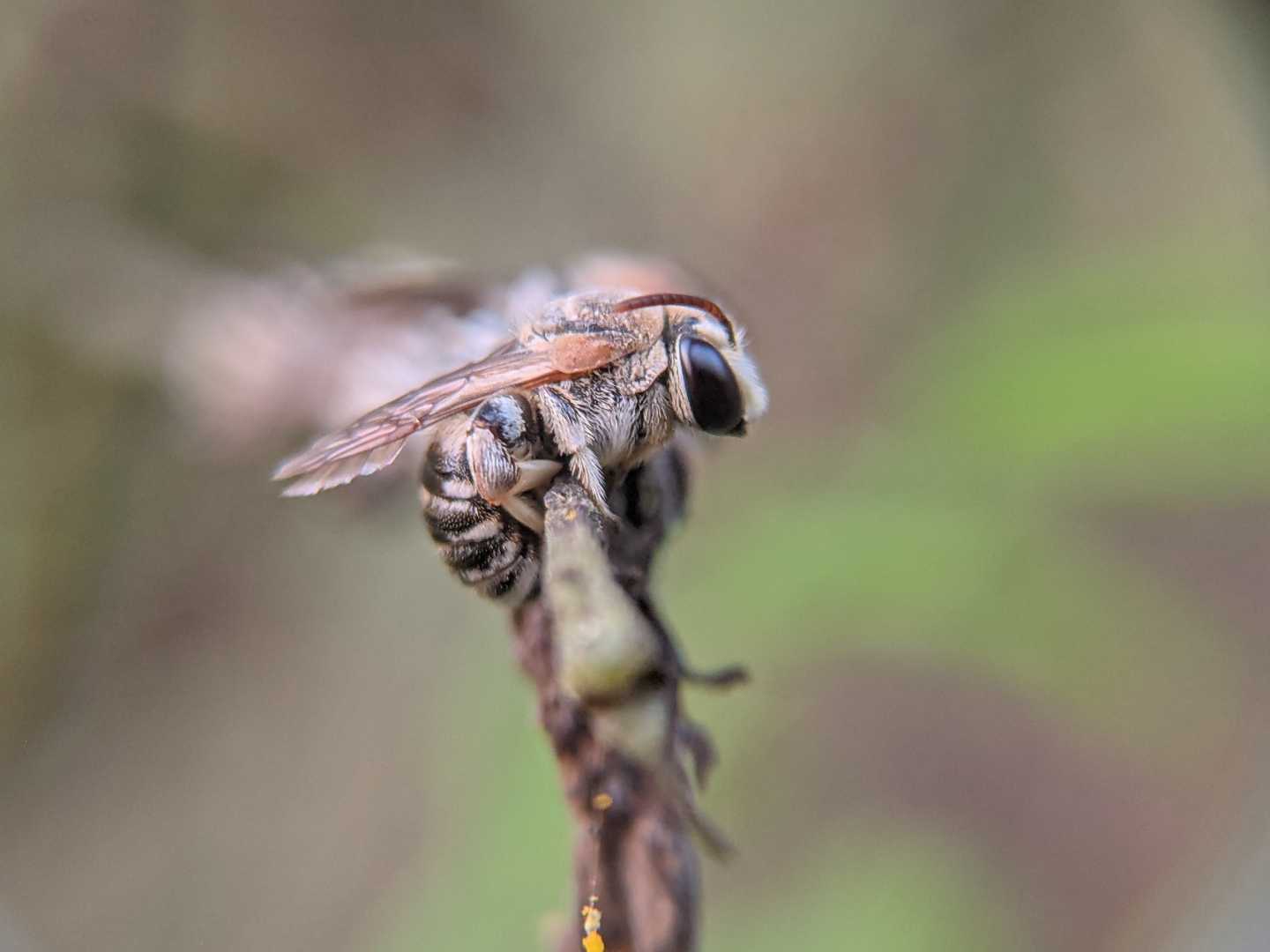 mobile Macrophotography