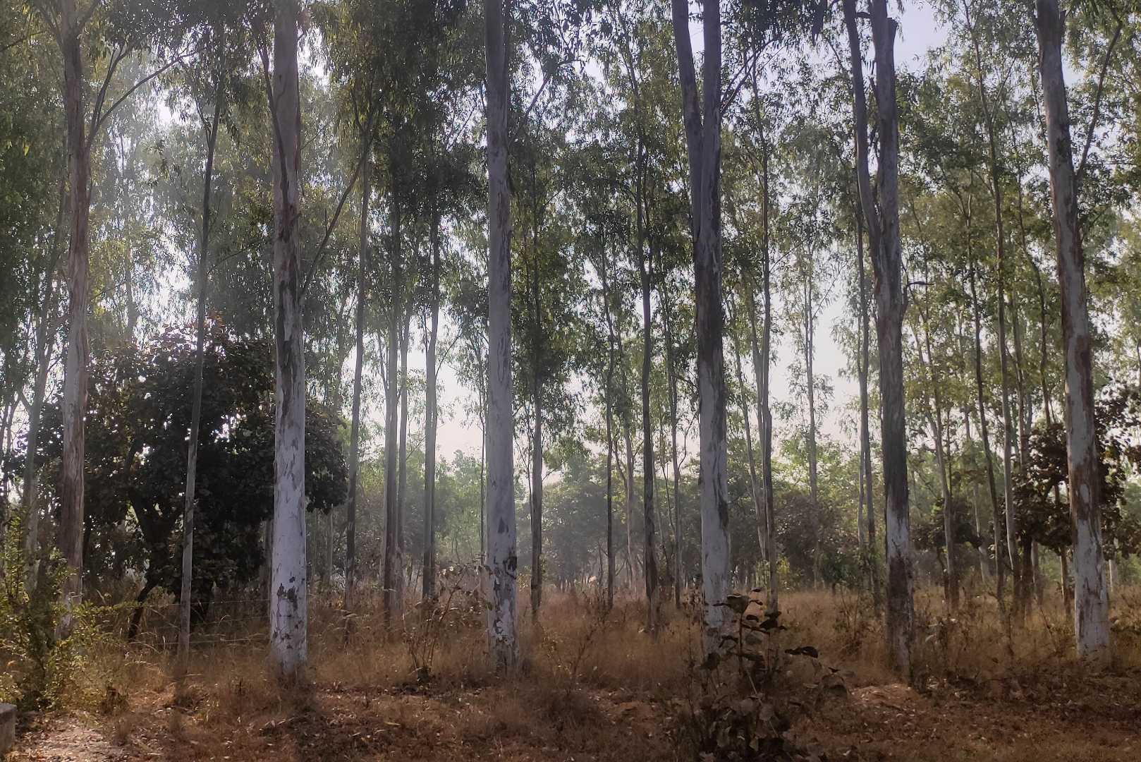 Spirited Trees 