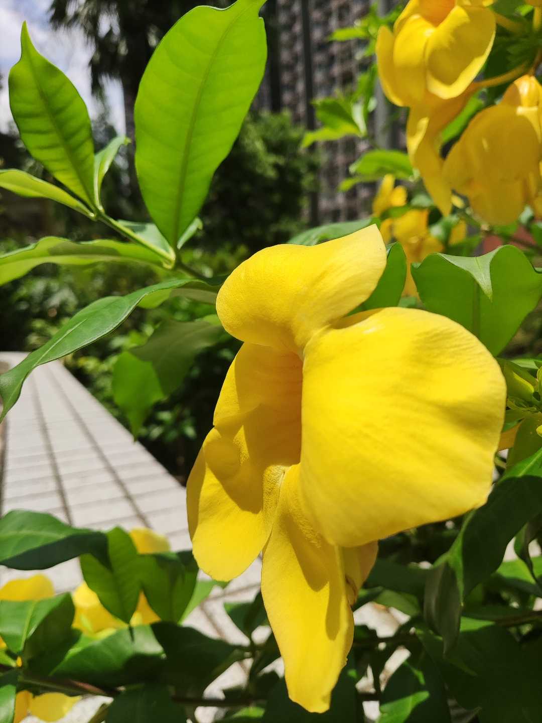 Alamanda or all Amanda / bunga terompet emas 
