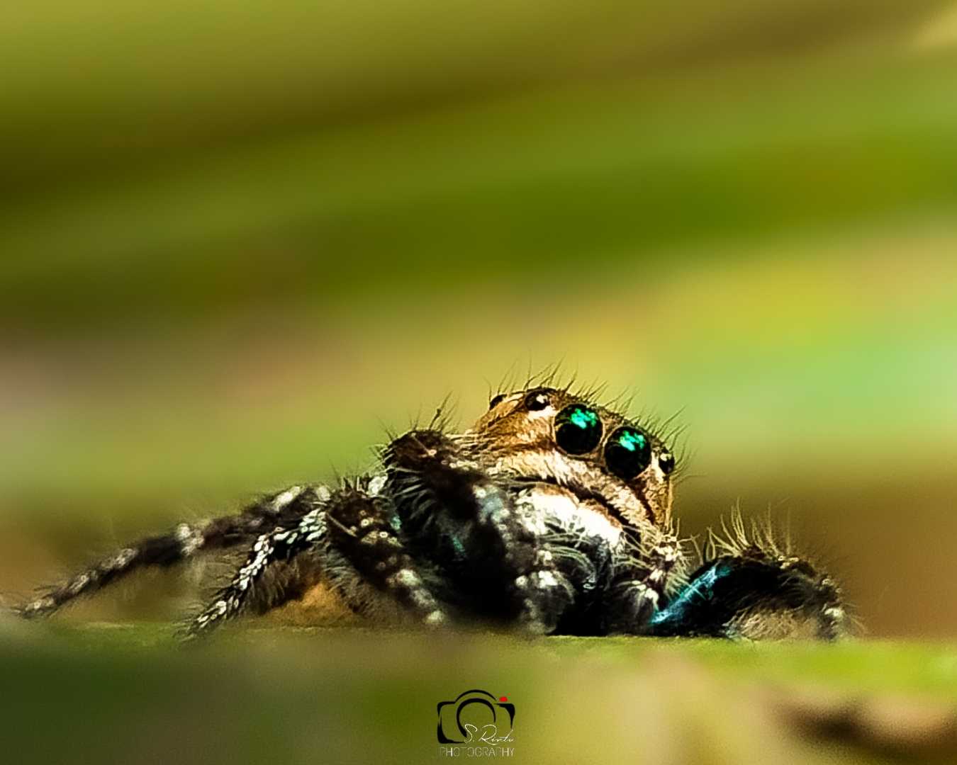 the eyes 