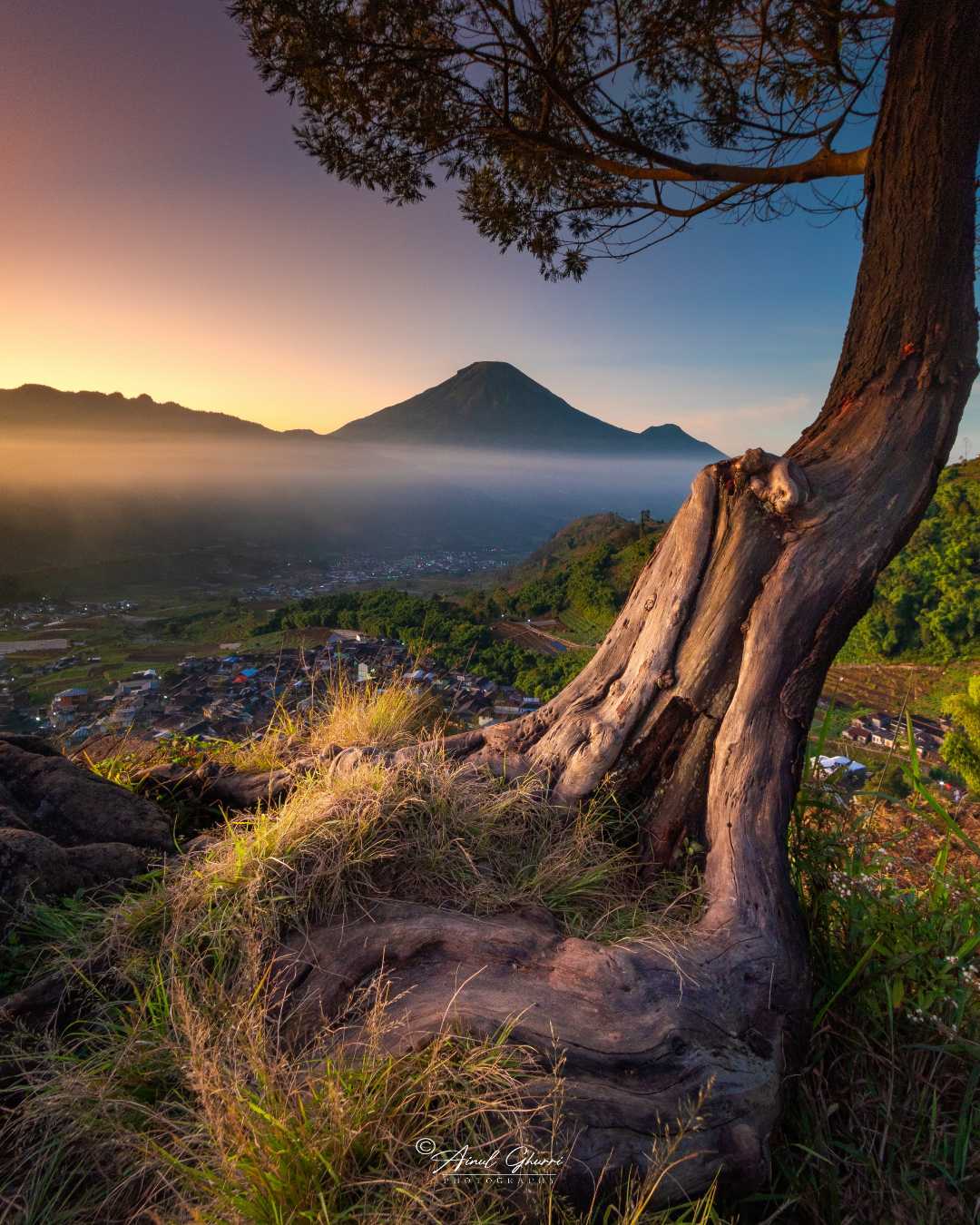 Pohon Jomblo Gardu pandang tieng