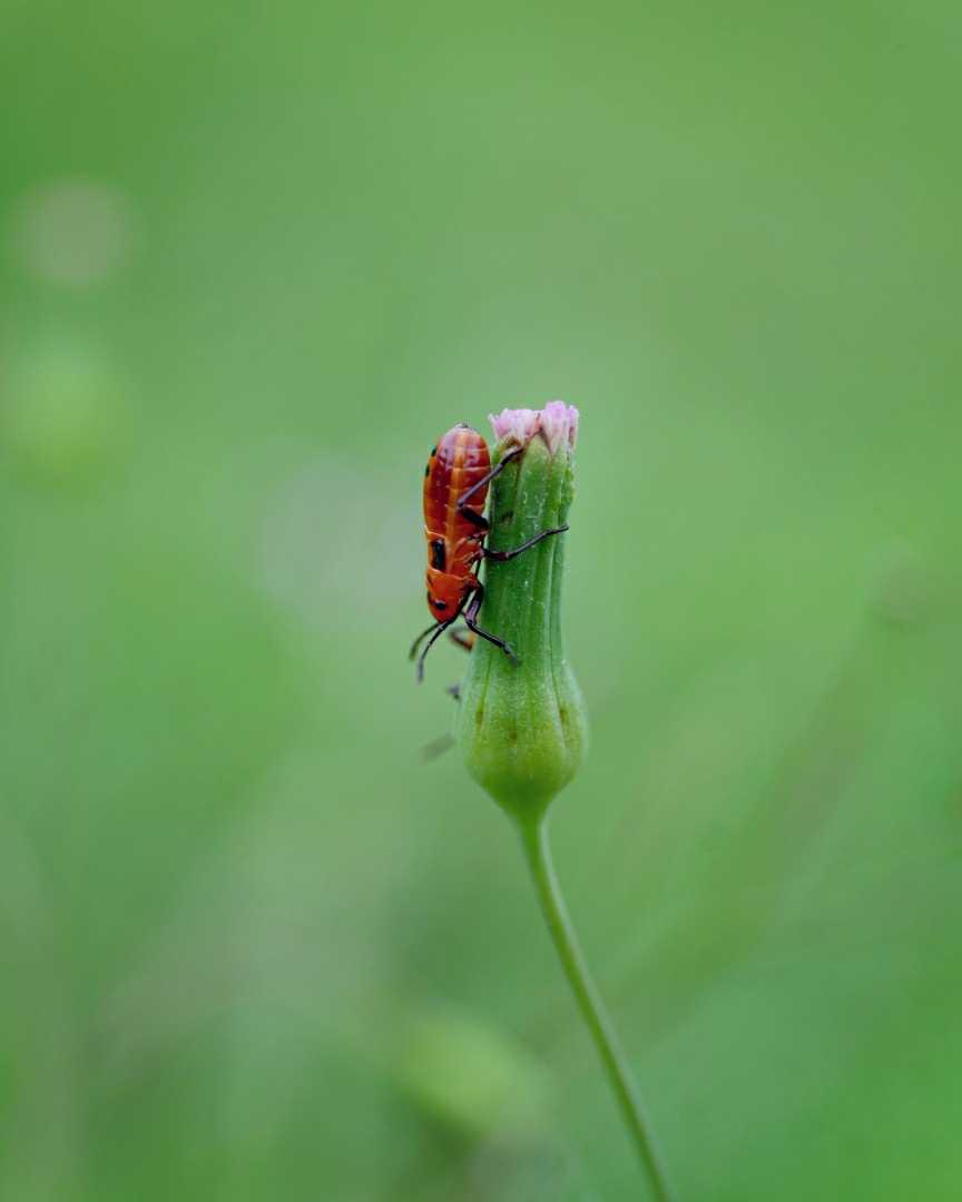 Red Cotton Bug