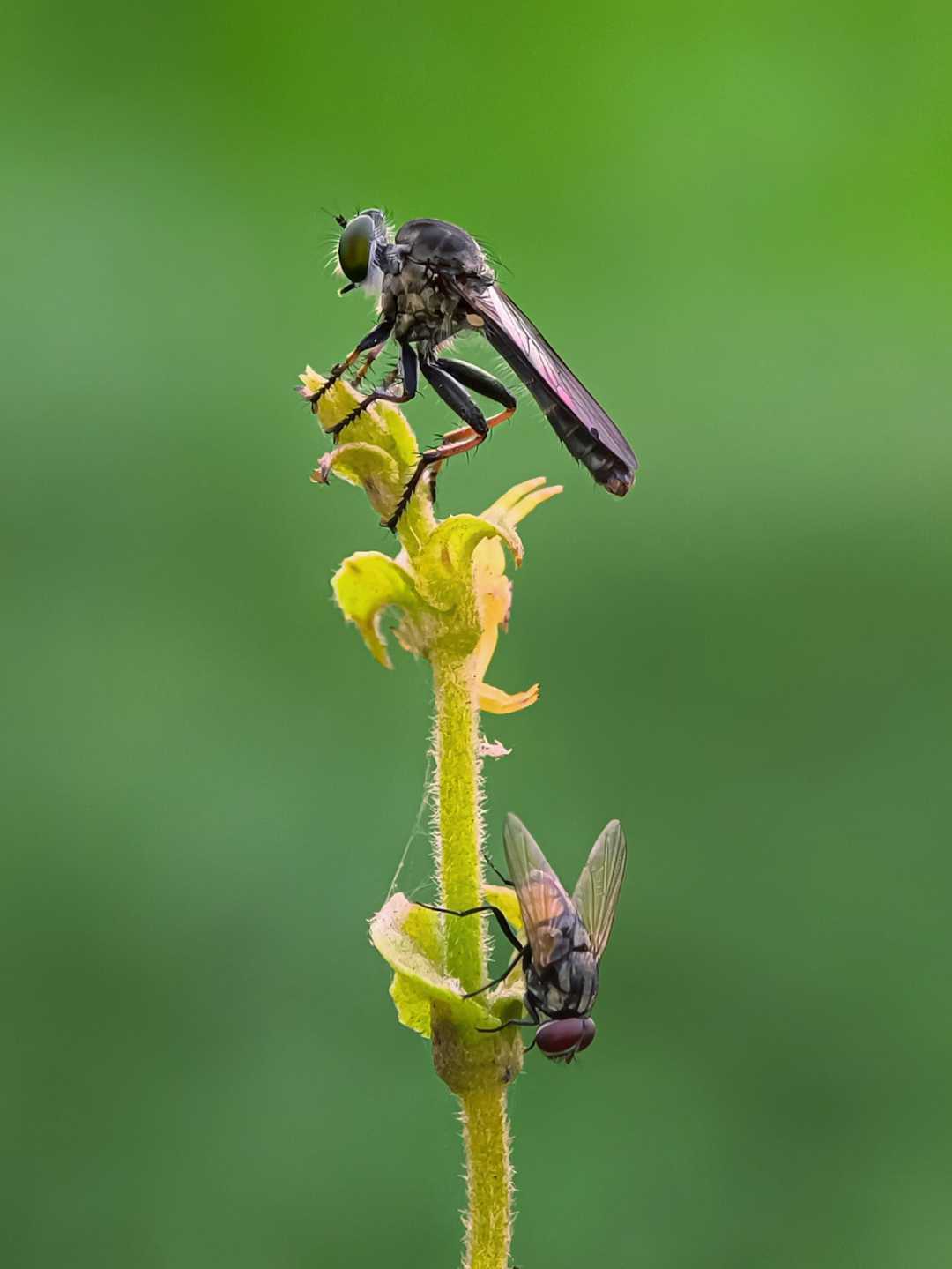Alpha Diversity (Roober fly and house fly)