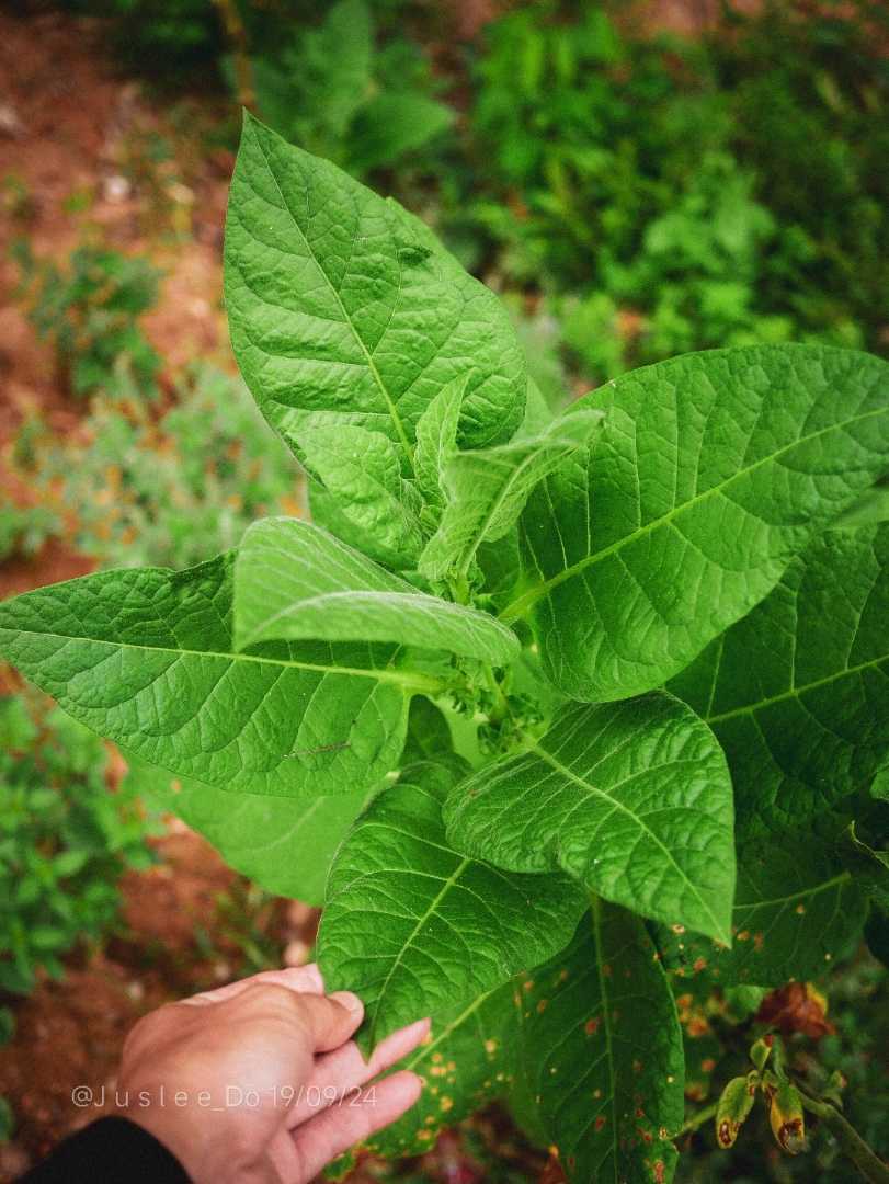 Tobacco plant