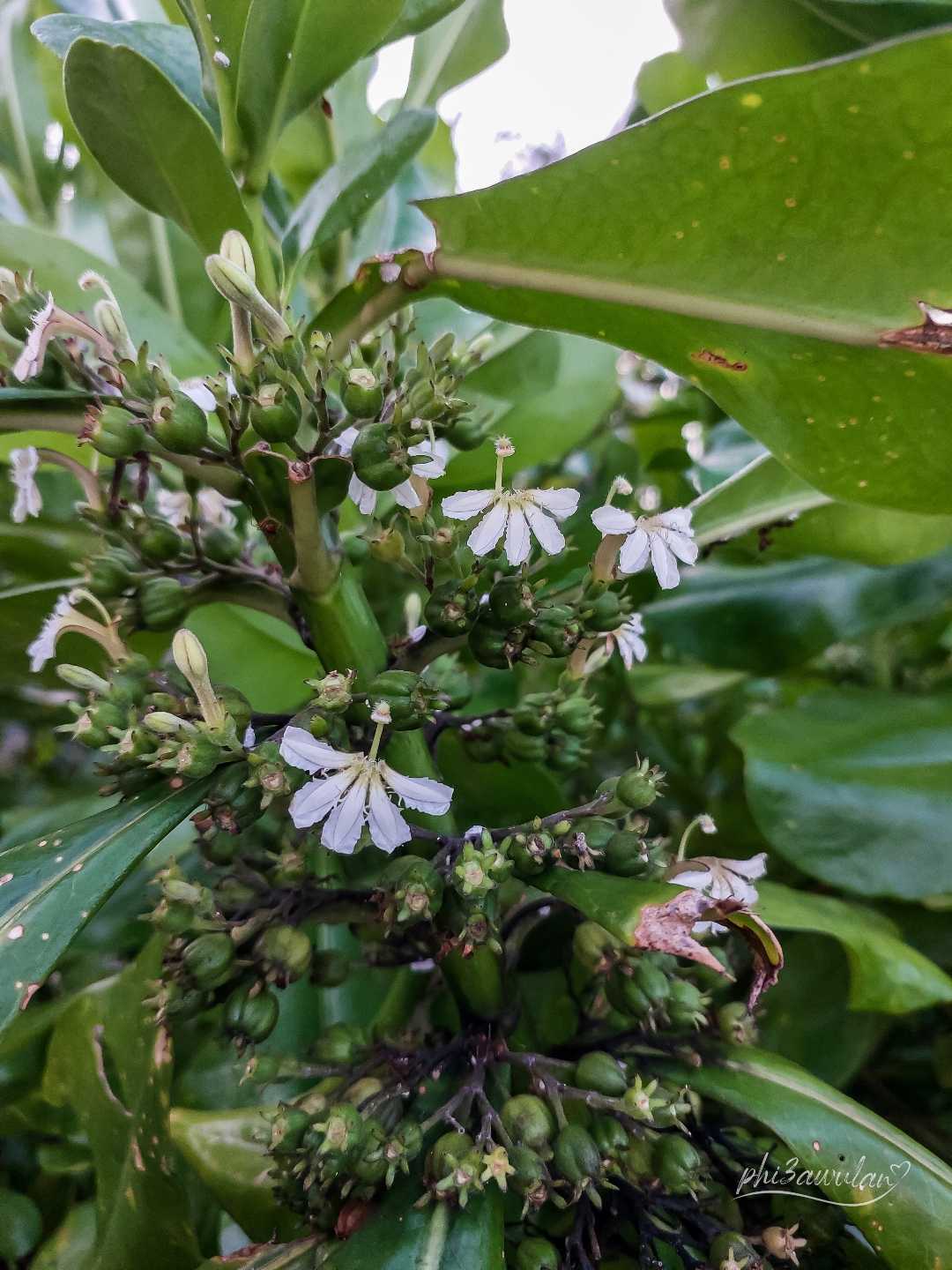 Scaevola taccada