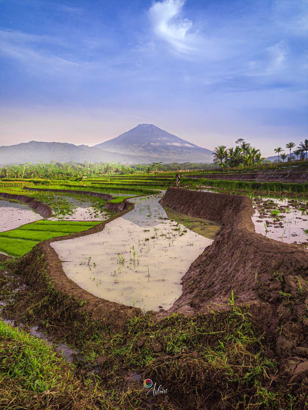 persawahan 