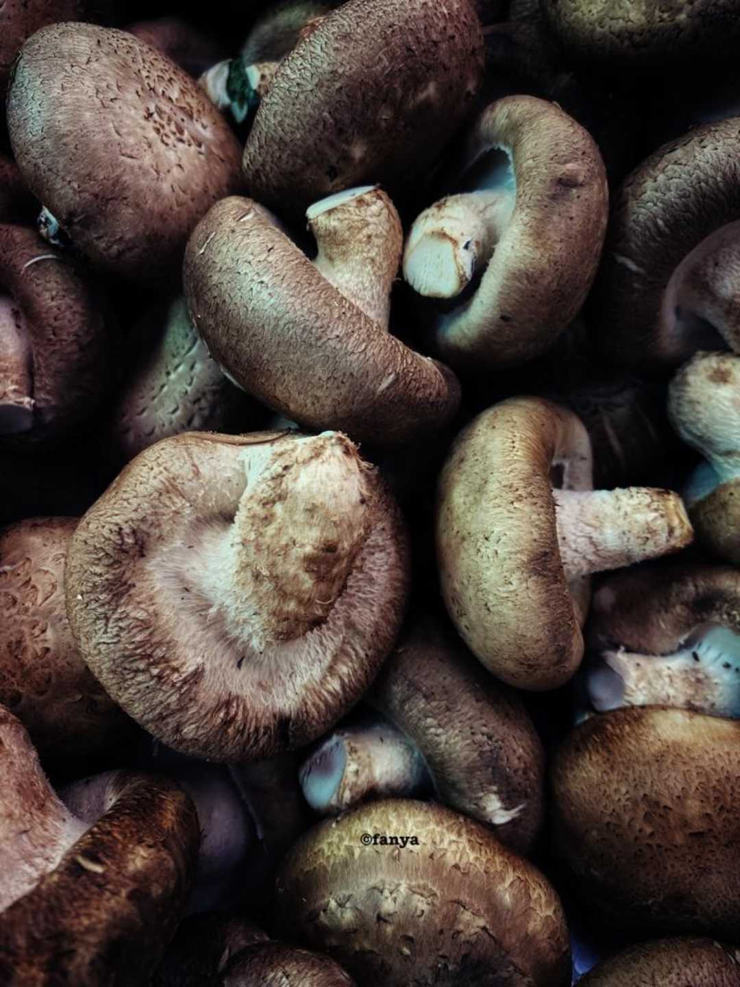 Jamur Kancing