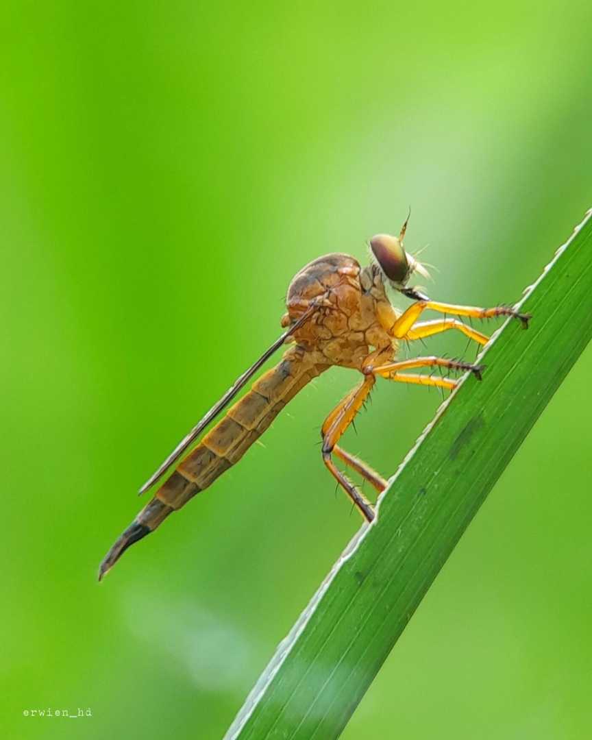 Asilidae