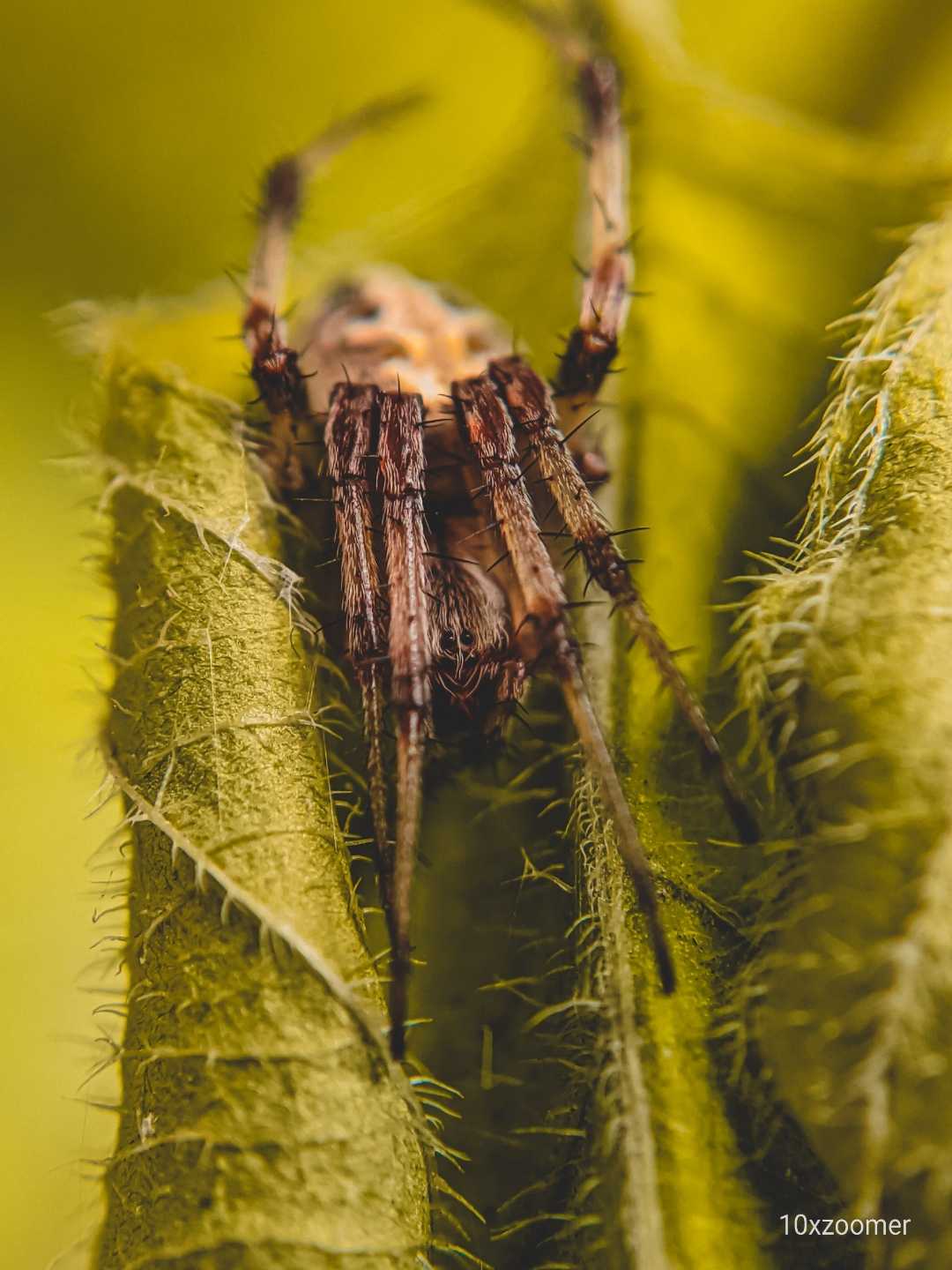 spider 🕸️