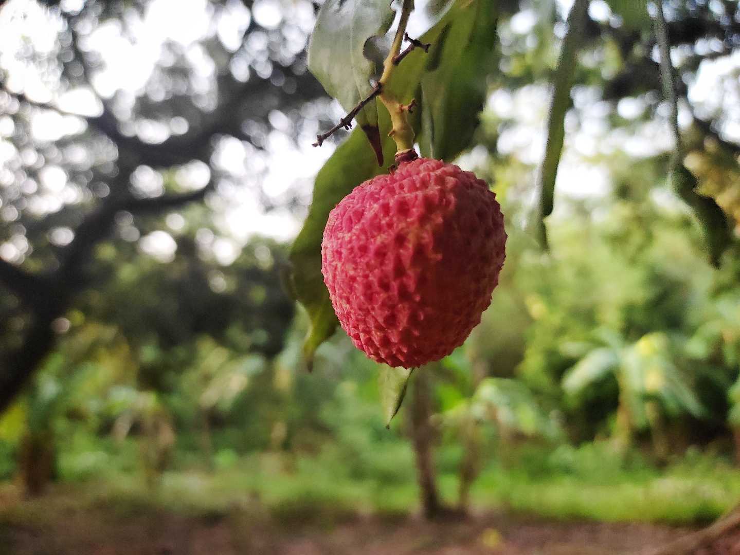 LITCHI