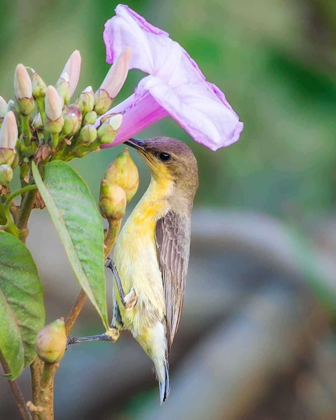 Wildlife Photography | 04