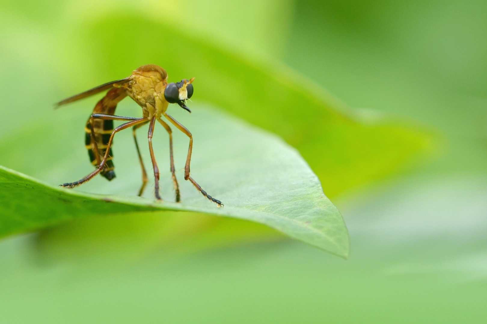 pegesimallus sp.