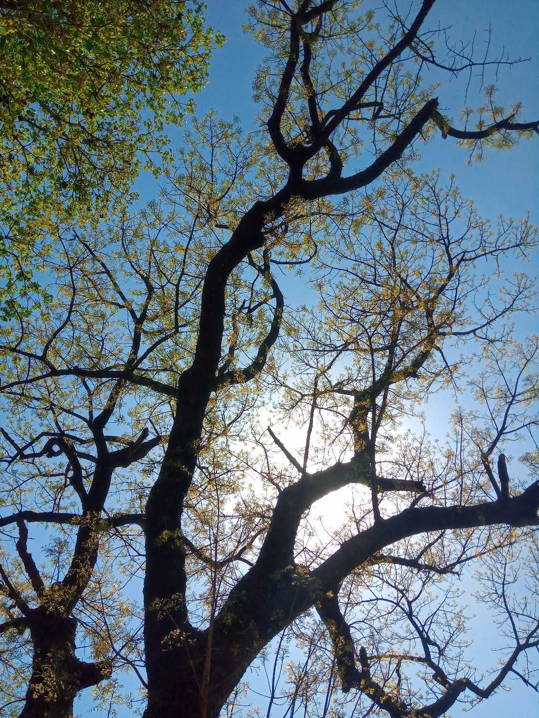 spring fever.